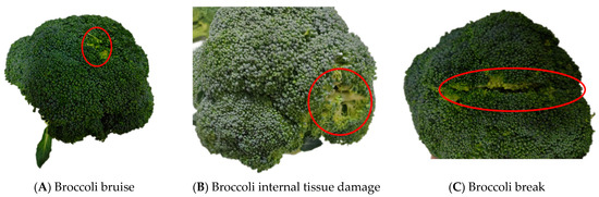 Performance Test of Artificial Defoliating Broccoli Conveyor Line and ...