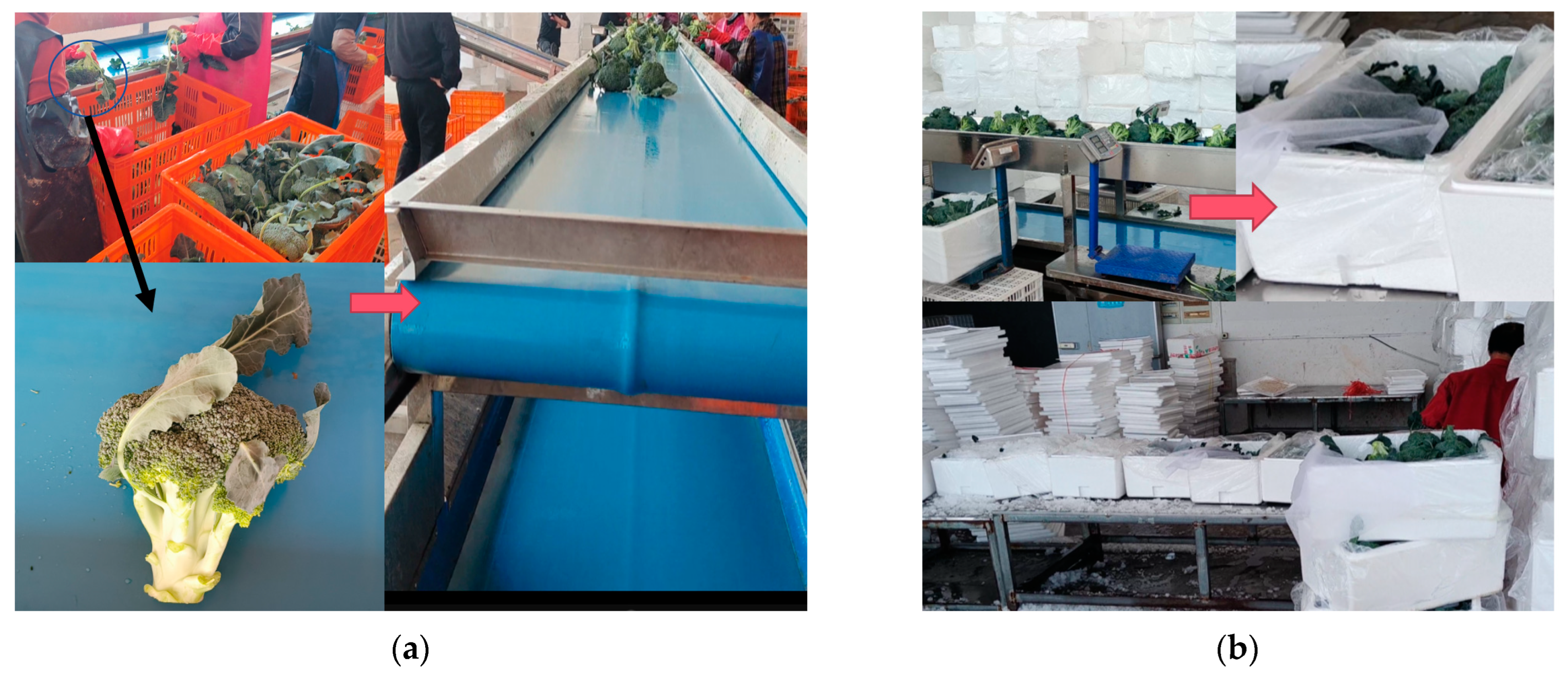 Agronomy 14 01925 g028