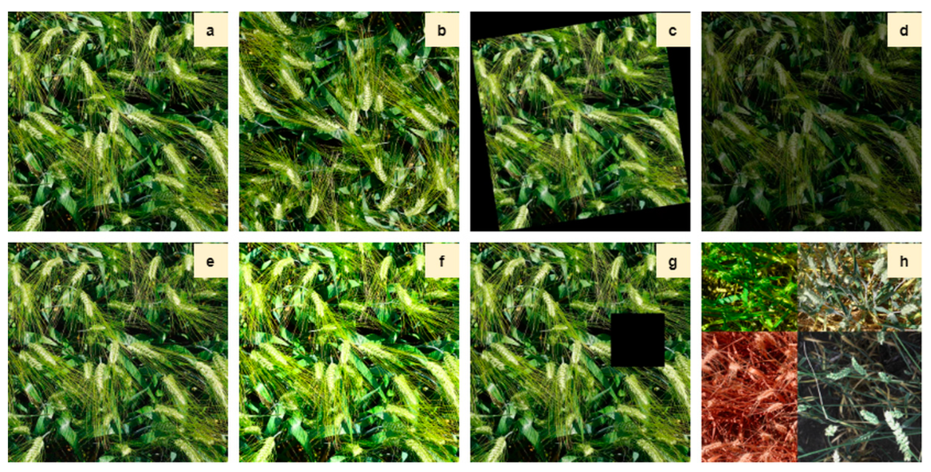 Agronomy 14 01936 g002