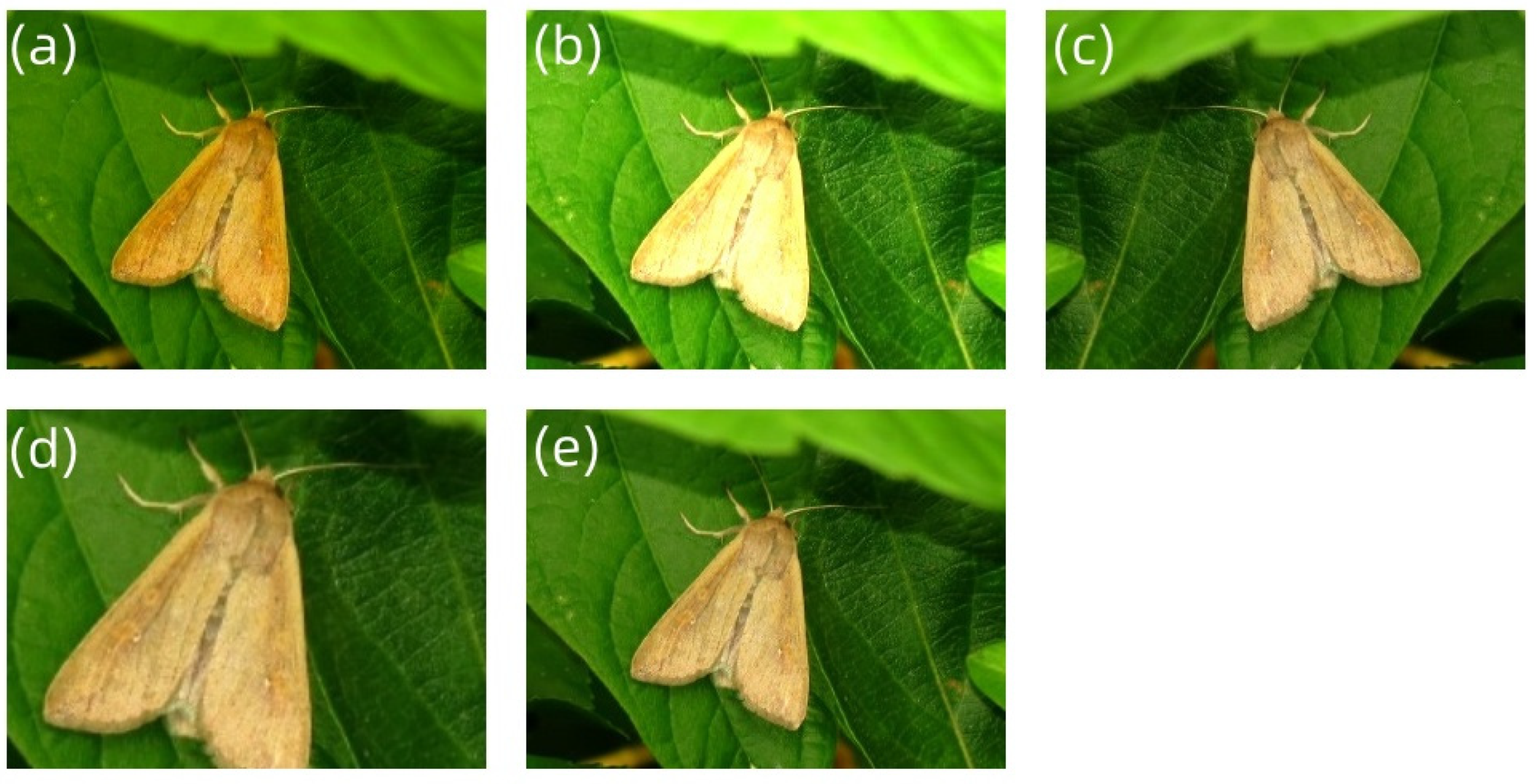 Agronomy 14 01940 g002