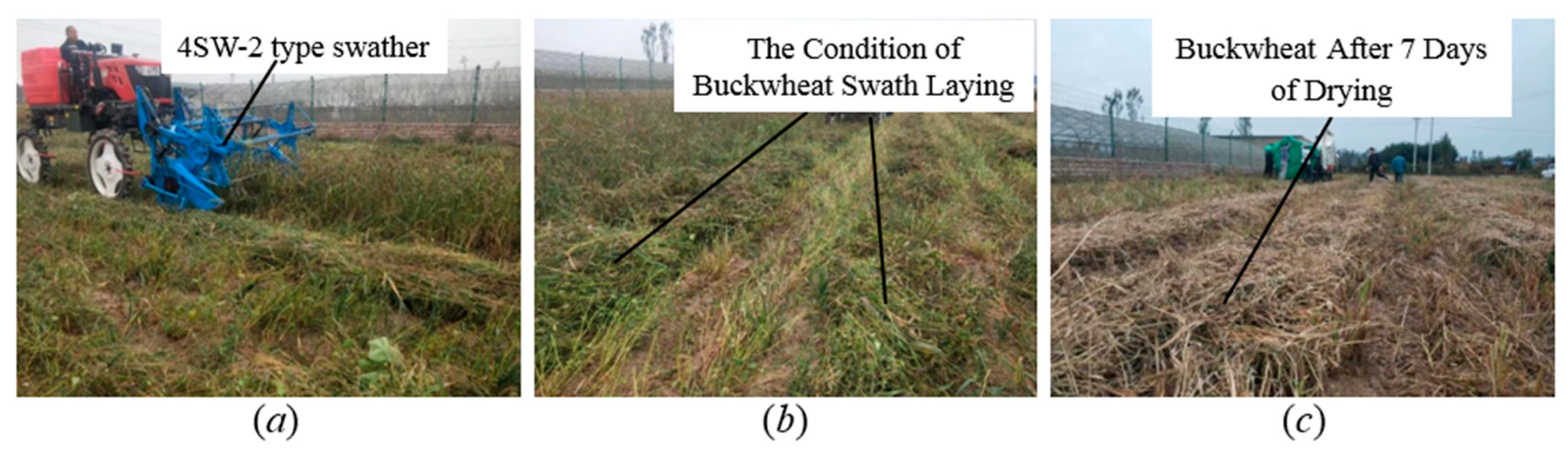 Agronomy 14 01944 g009 Agronomy 14 01944 g009