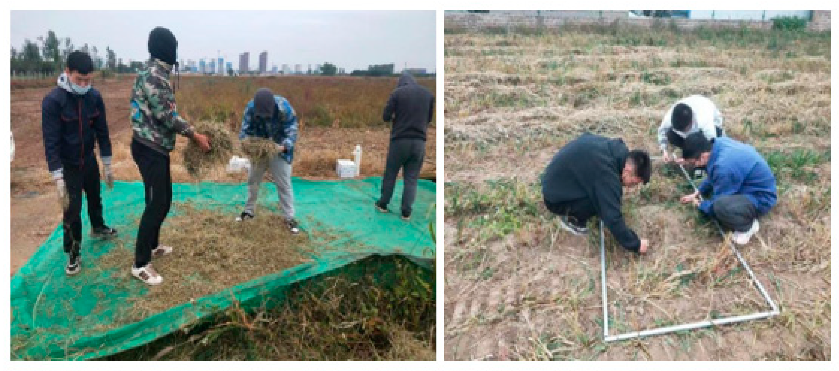 Agronomy 14 01944 g011 Agronomy 14 01944 g011