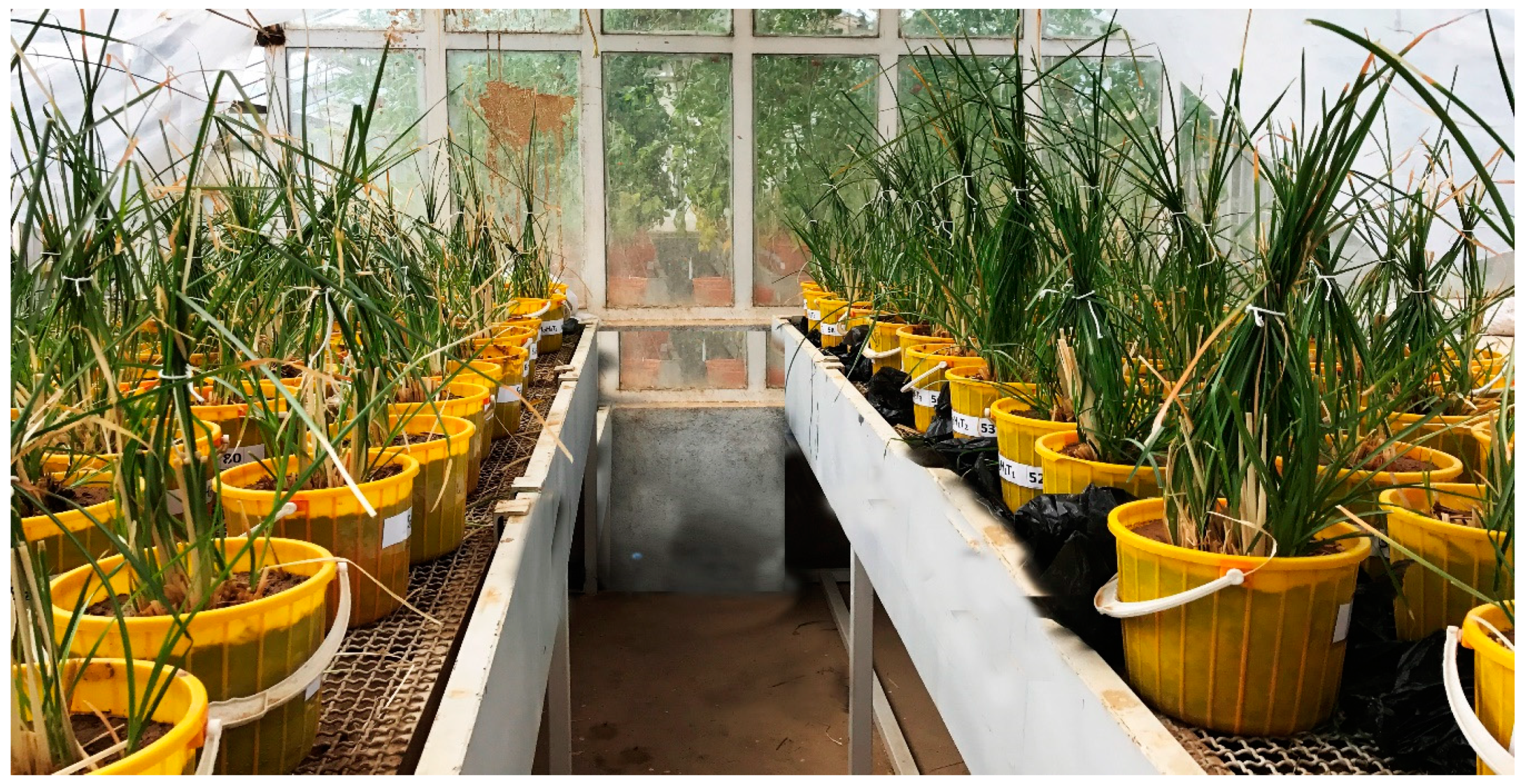 Agronomy 14 01952 g006