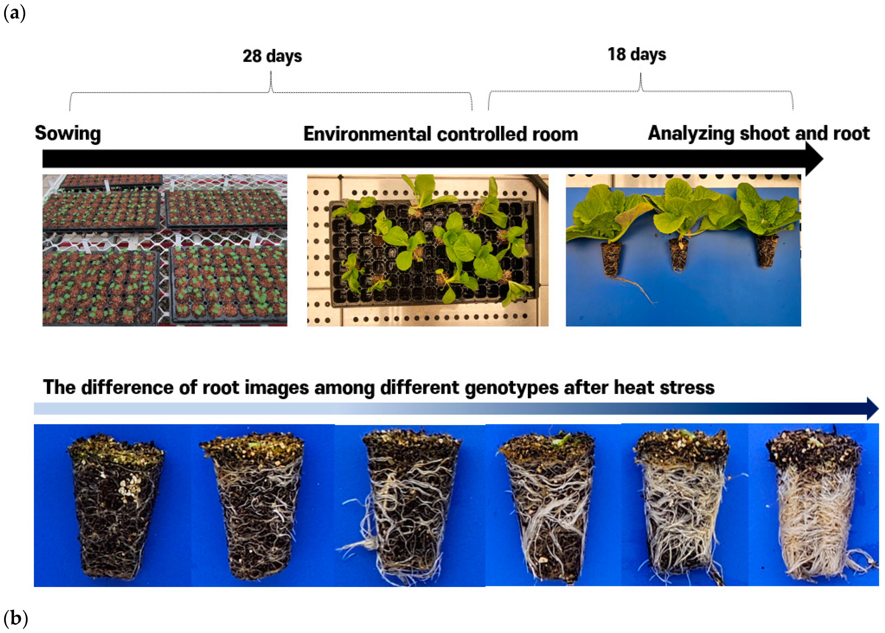 Agronomy 14 01960 g002a