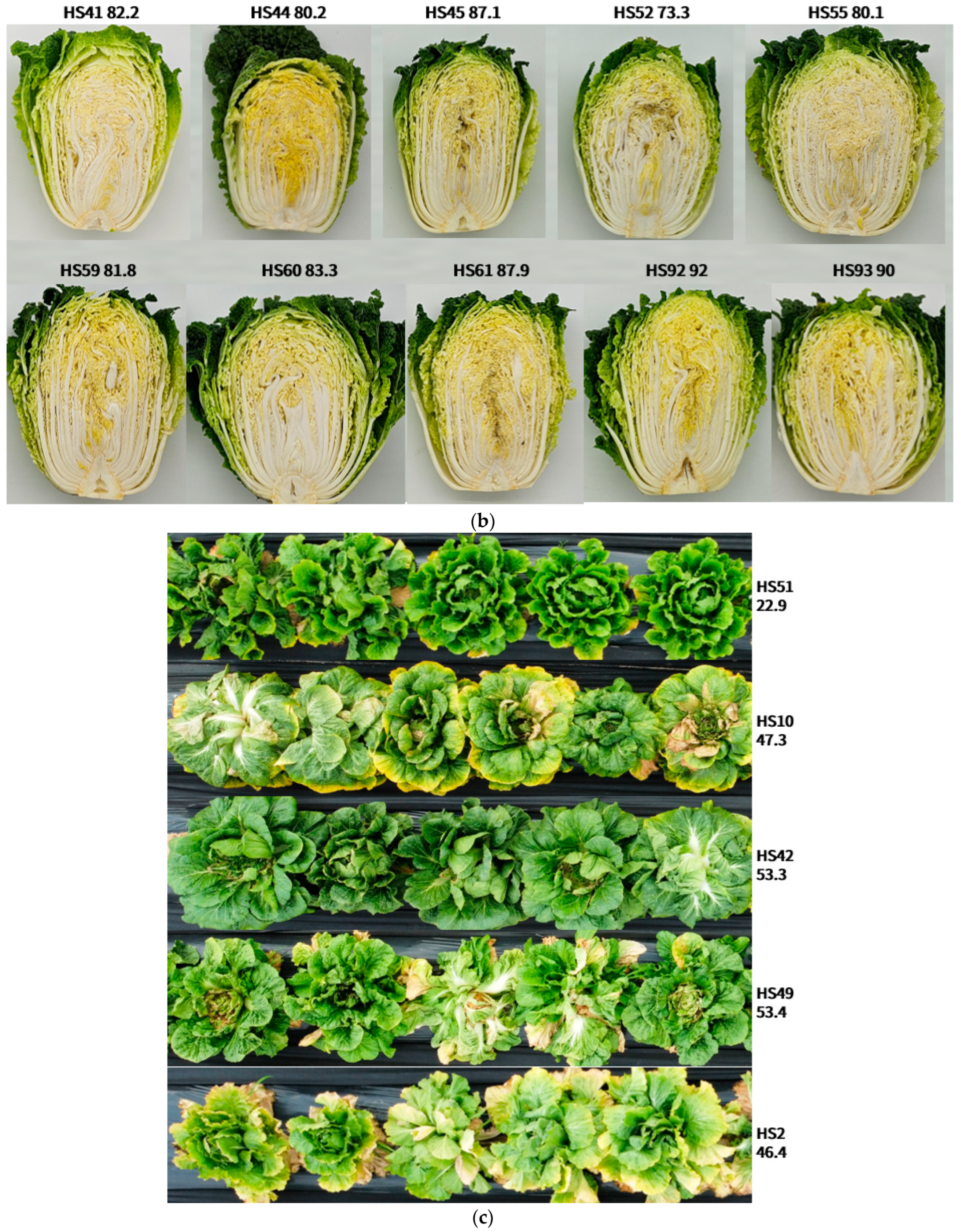 Agronomy 14 01960 g004b