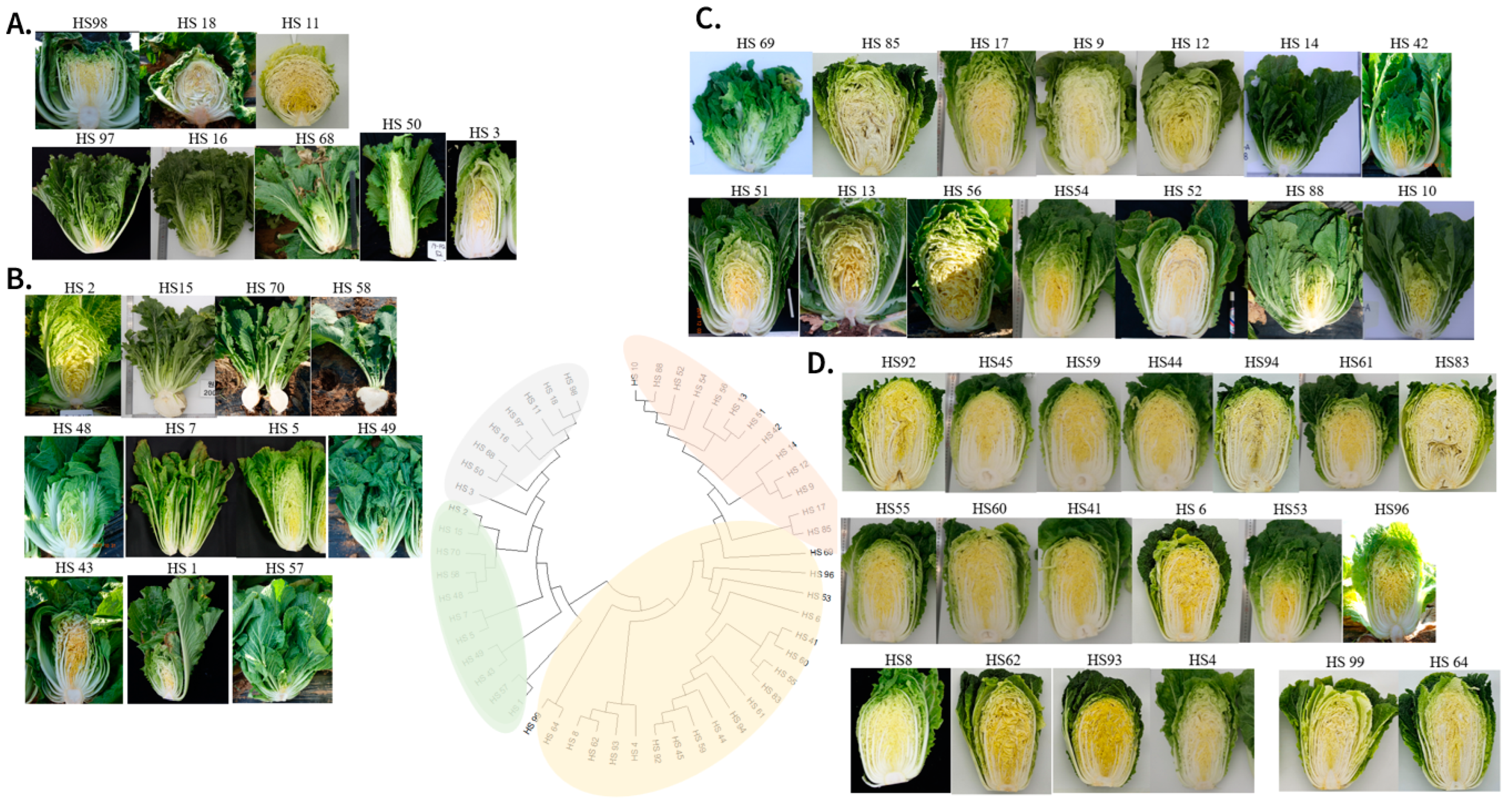 Agronomy 14 01960 g006