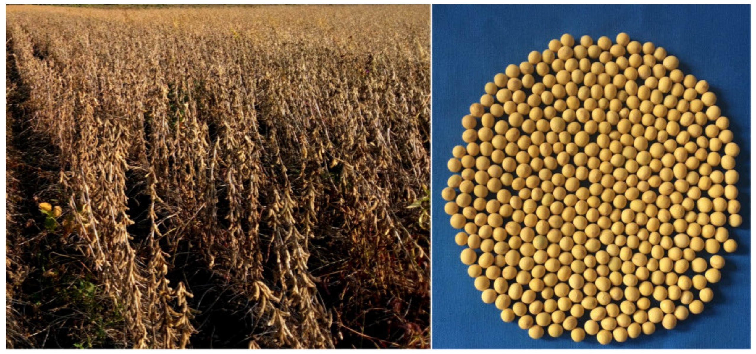 Agronomy 14 01964 g002