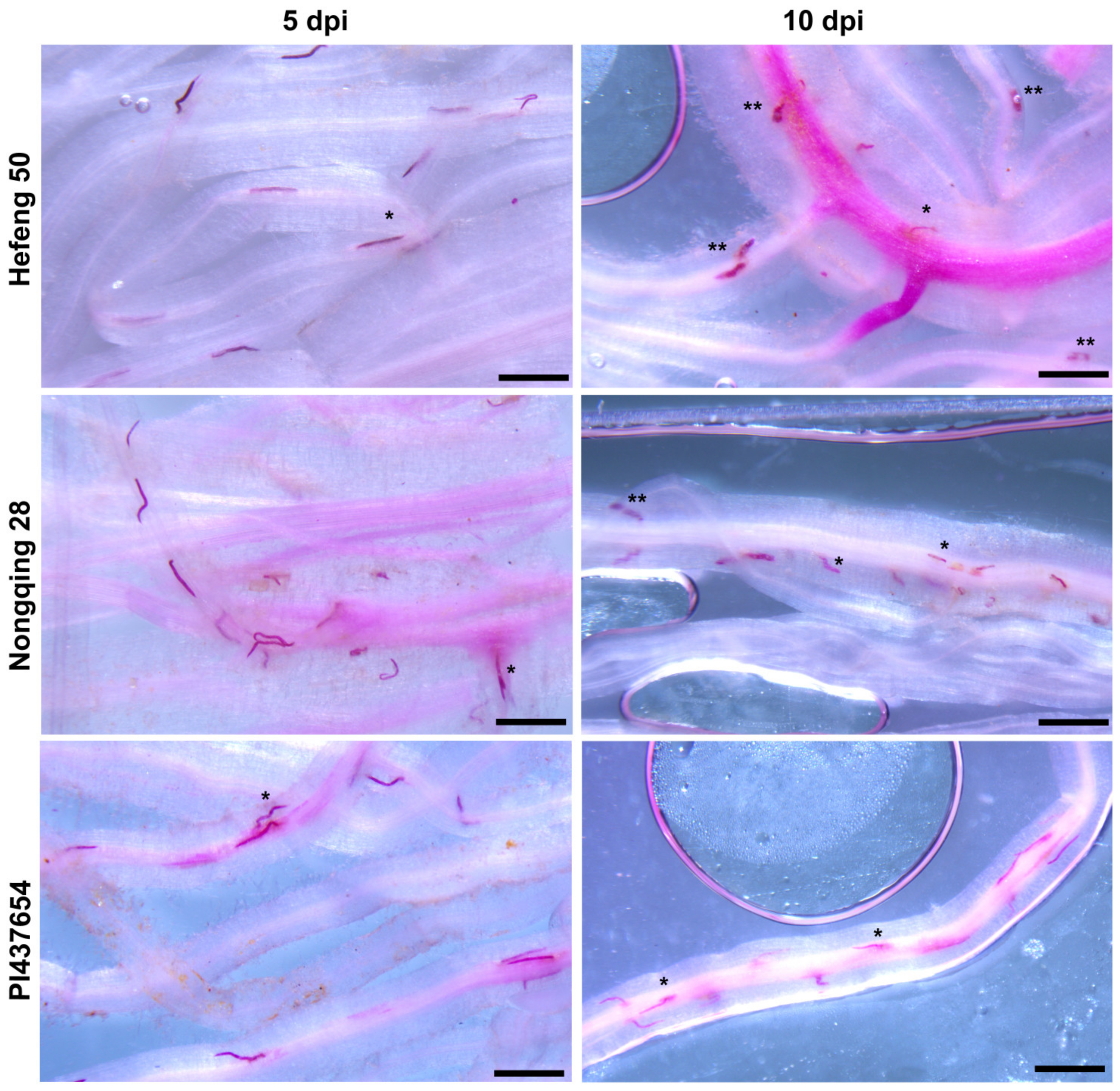 Agronomy 14 01964 g003