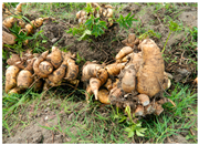 Agronomy 14 01981 i004