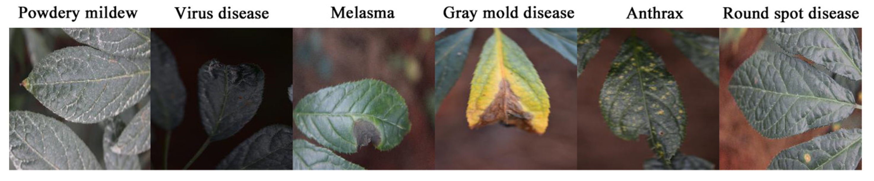 Agronomy 14 01982 g001