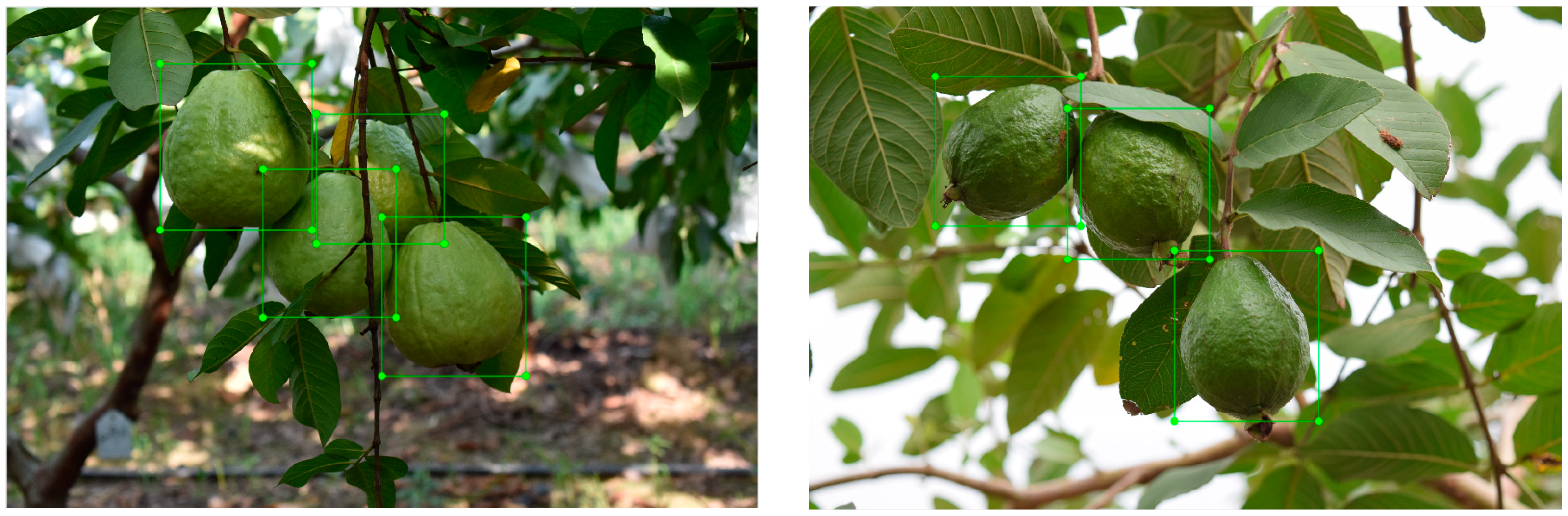 Agronomy 14 01988 g003