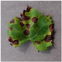 Agronomy 14 01992 i001