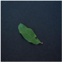 Agronomy 14 01992 i003