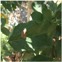 Agronomy 14 01992 i004