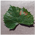 Agronomy 14 01992 i009