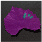 Agronomy 14 01992 i010