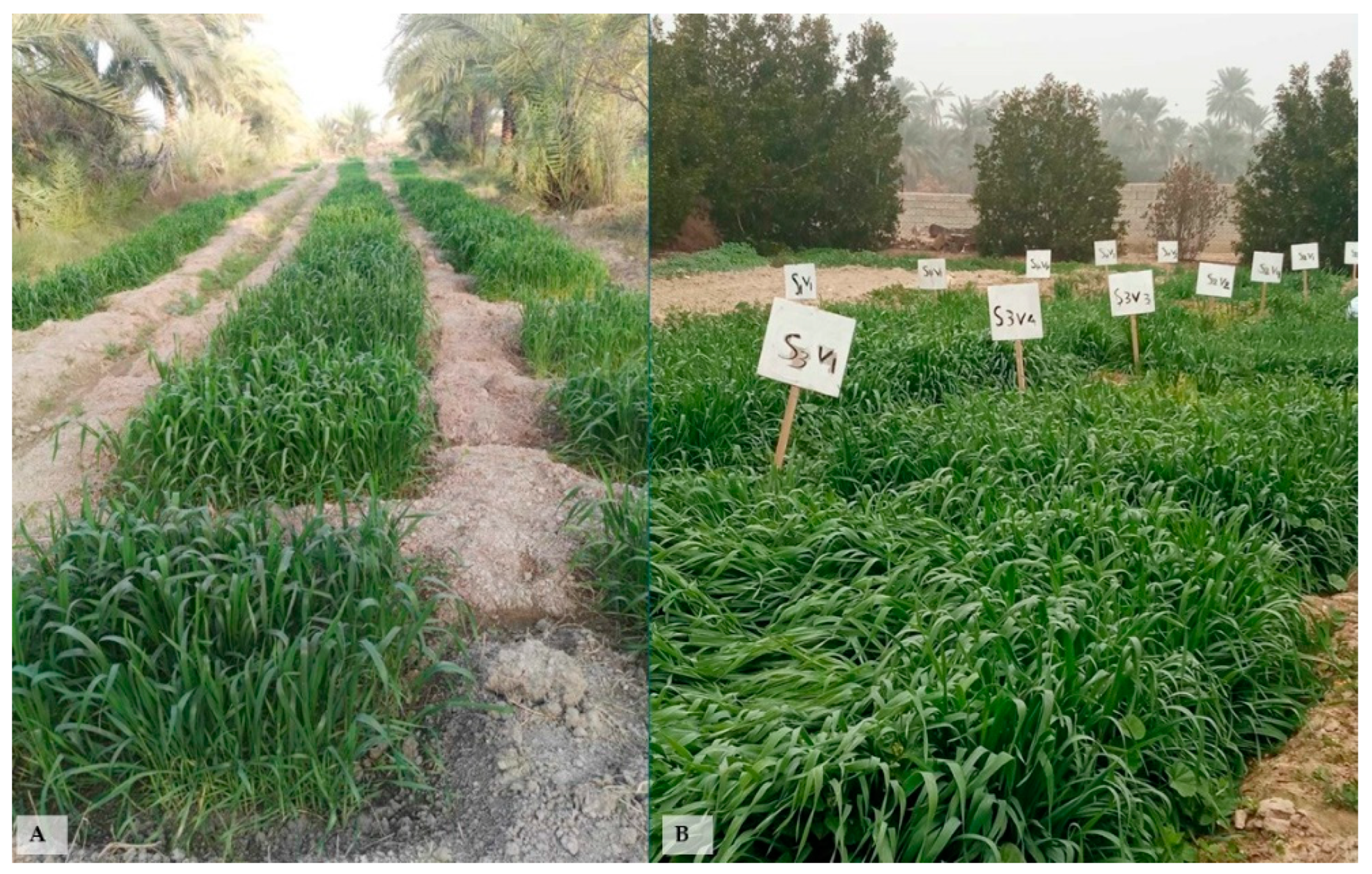 Agronomy 14 01995 g002 Agronomy 14 01995 g002