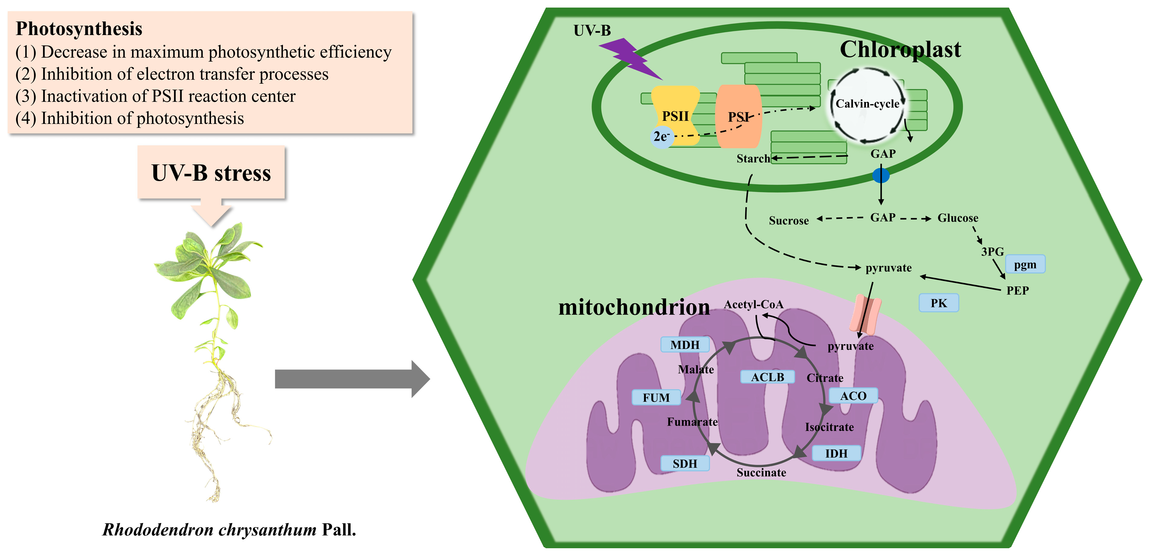 Agronomy 14 01996 g006
