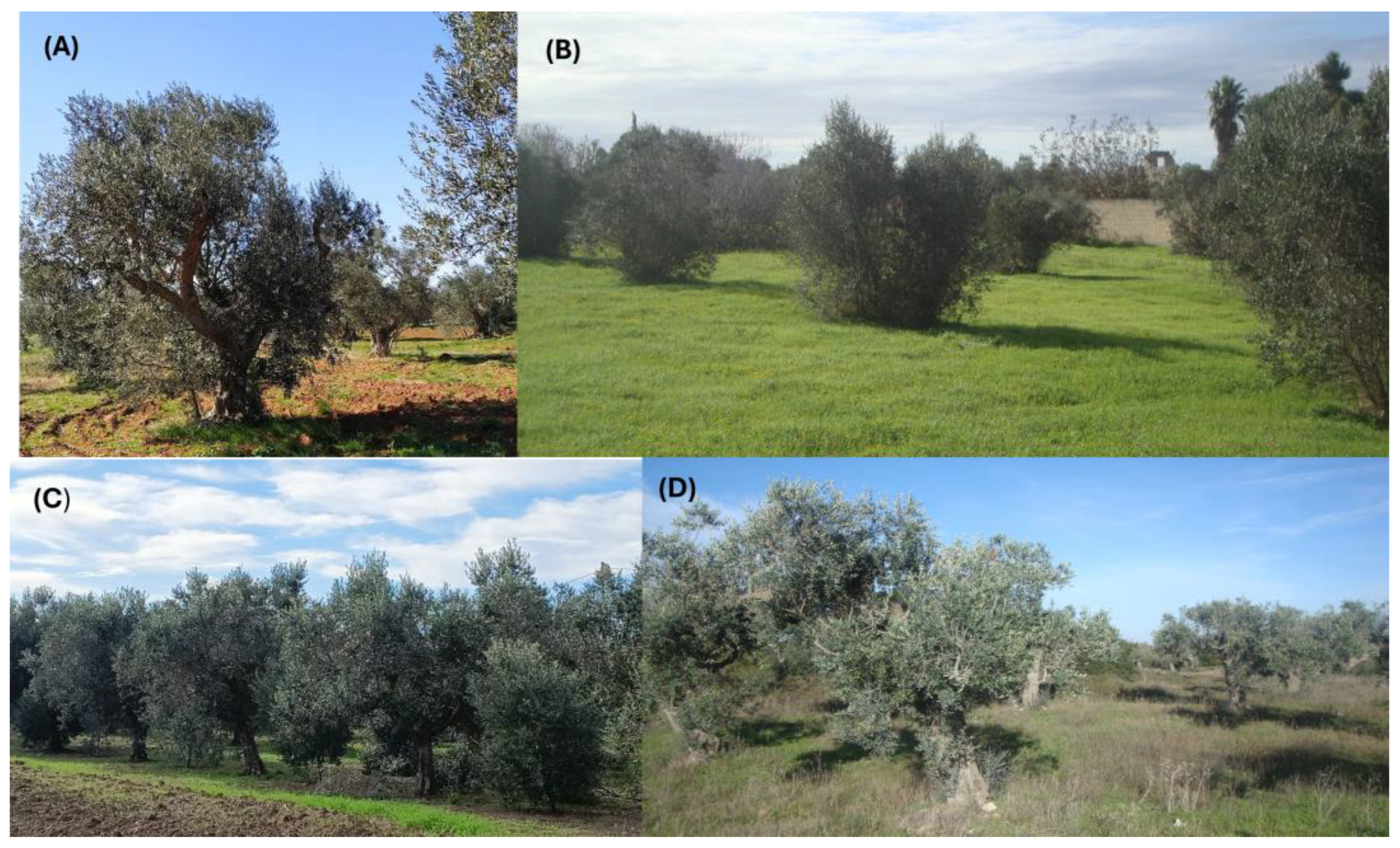 Agronomy 14 02003 g003