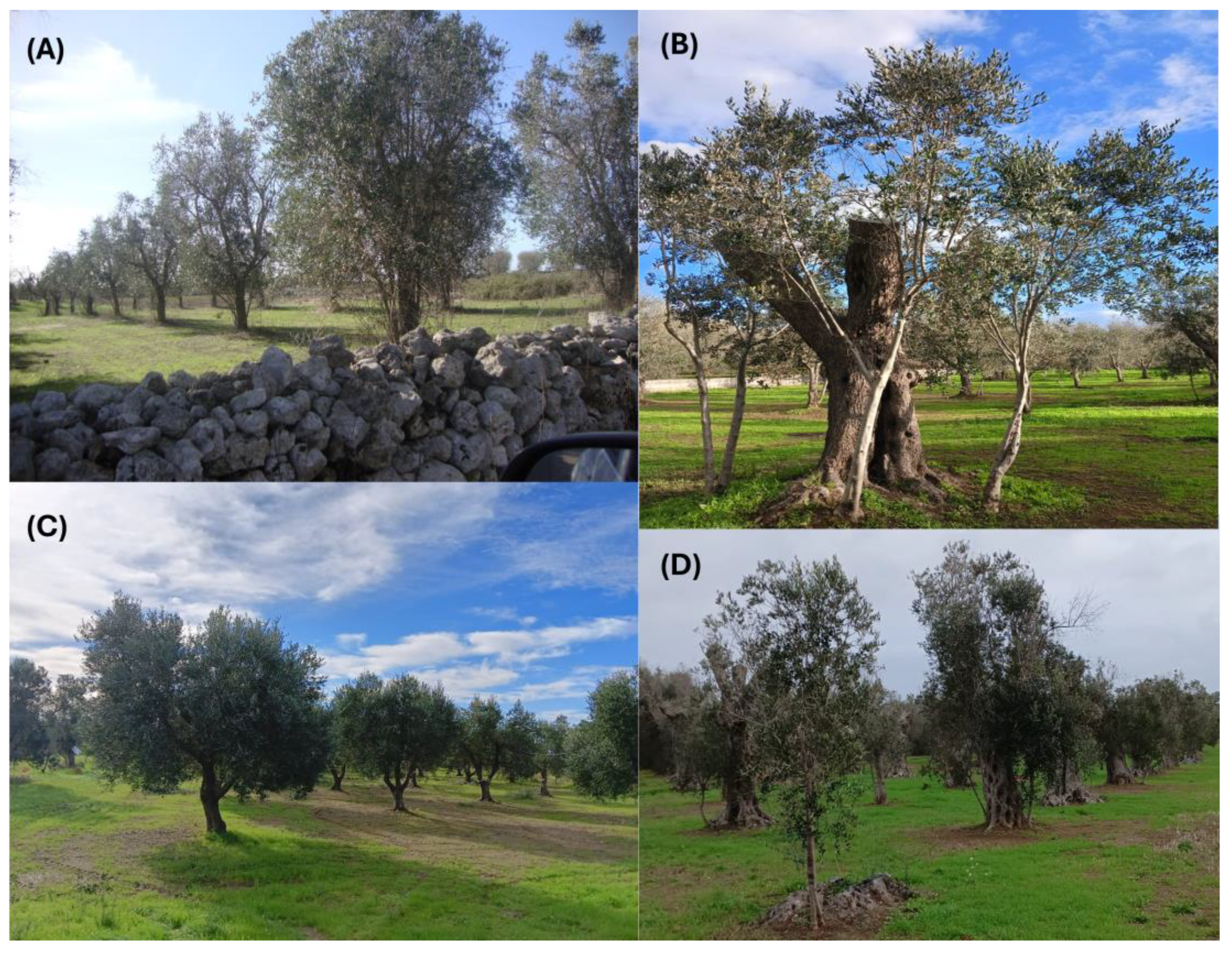 Agronomy 14 02003 g005