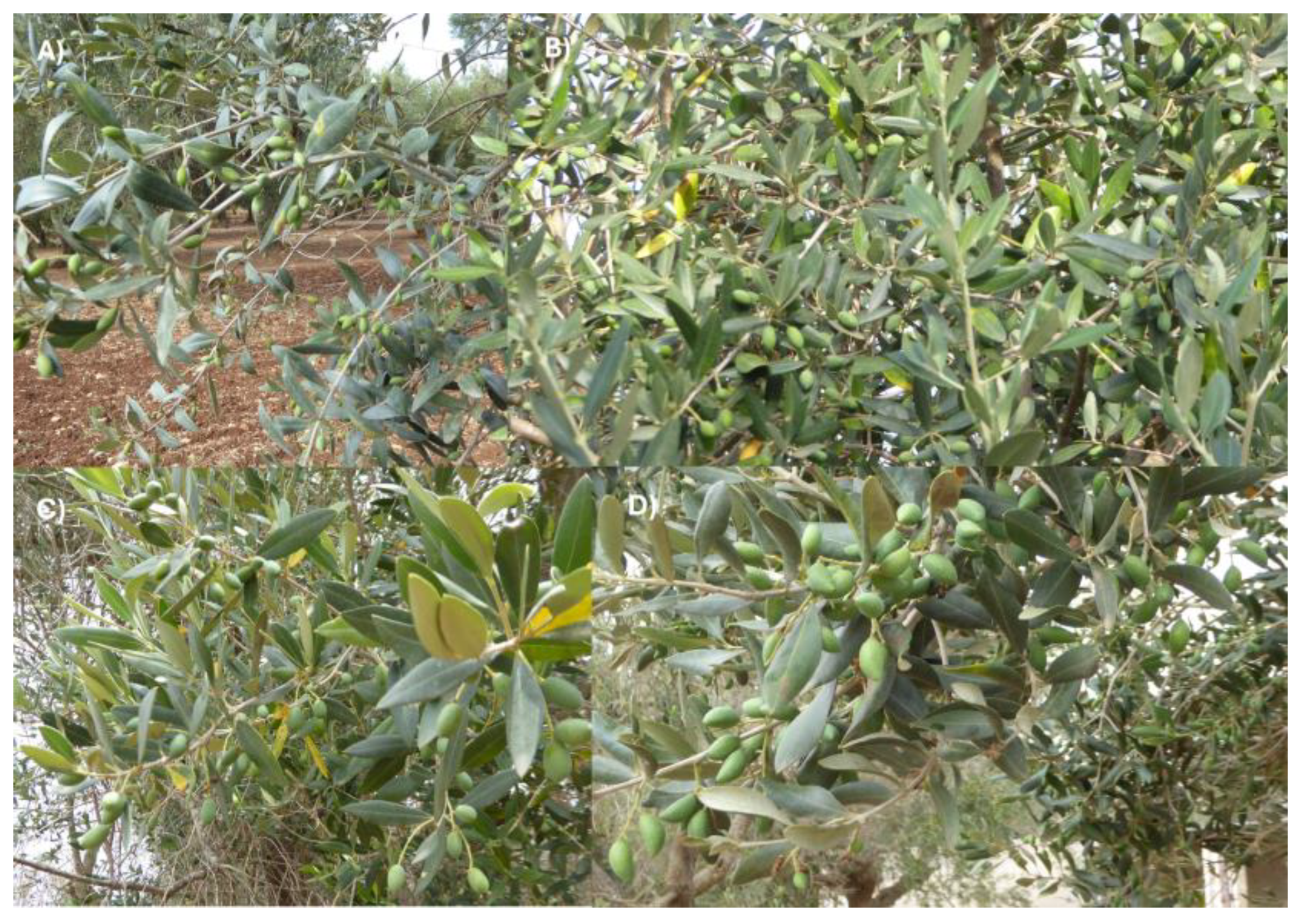 Agronomy 14 02003 g006