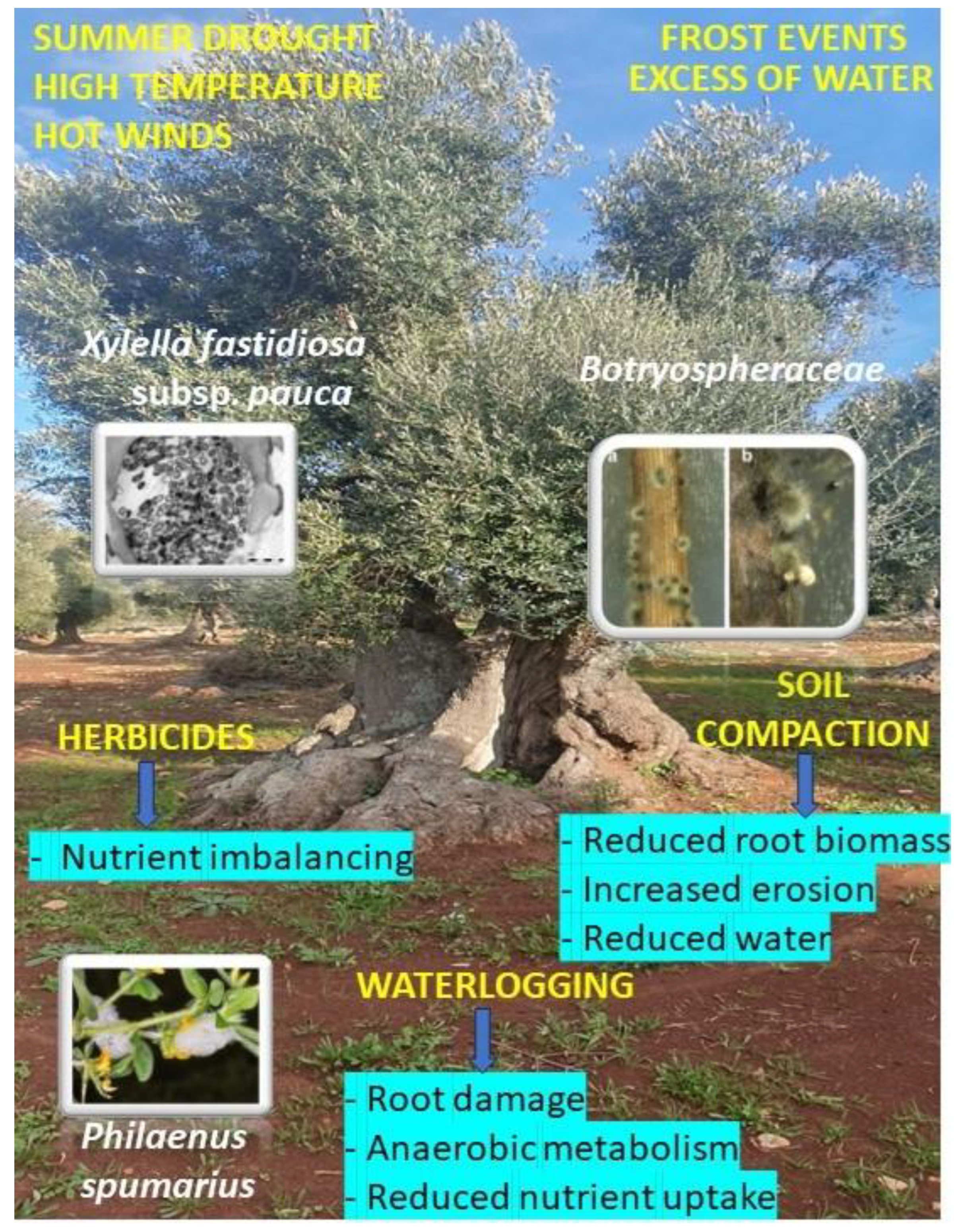 Agronomy 14 02003 g008