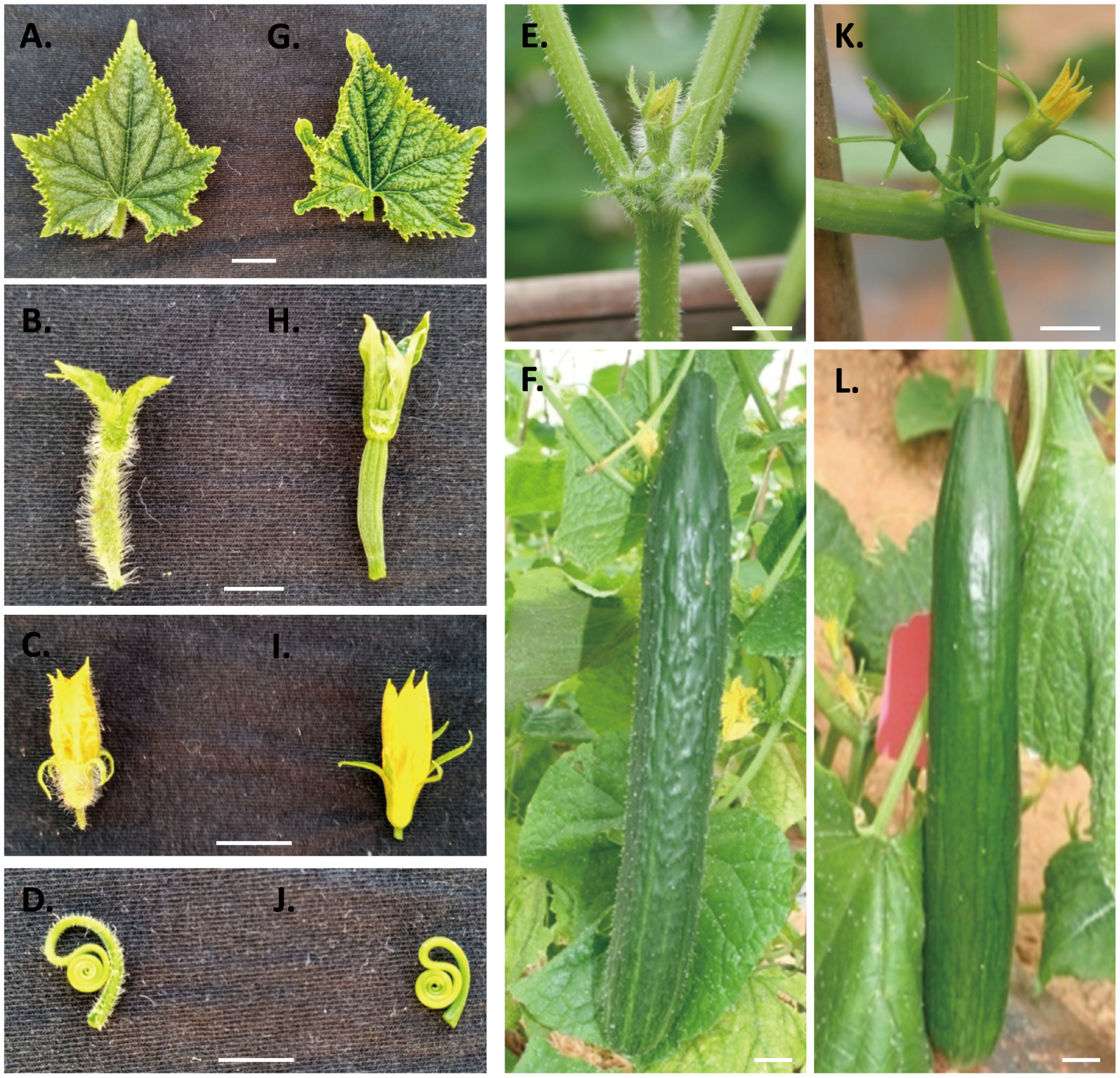 Agronomy 14 02019 g002