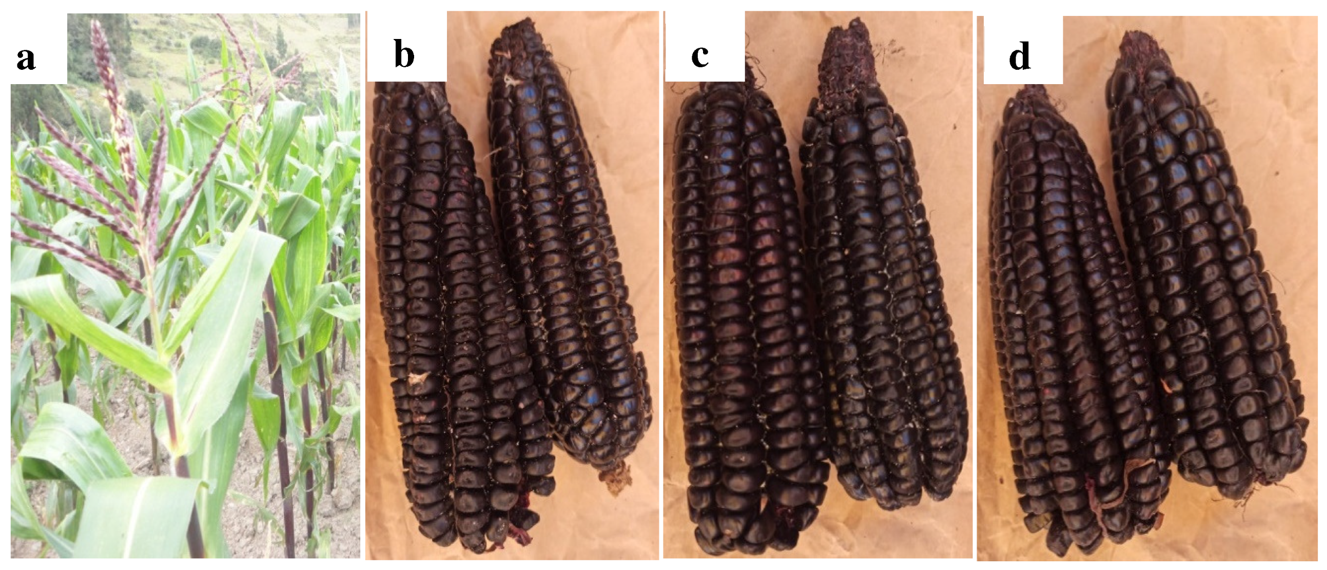 Agronomy 14 02021 g001 Agronomy 14 02021 g001