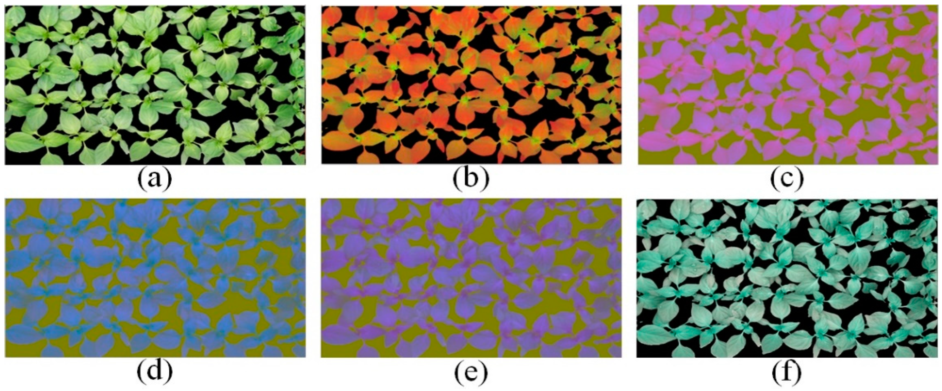 Agronomy 14 02043 g006