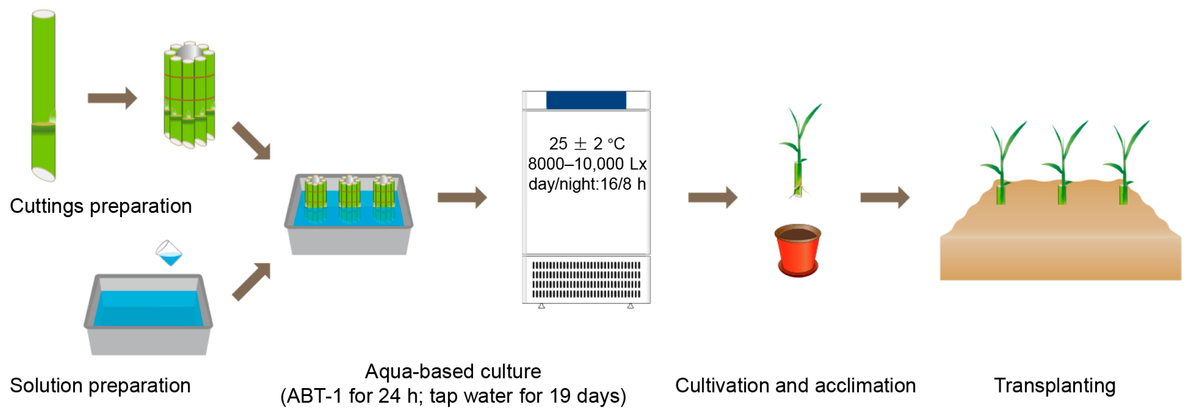 An Efficient Aqua-Based Culture Method for the Propagation
