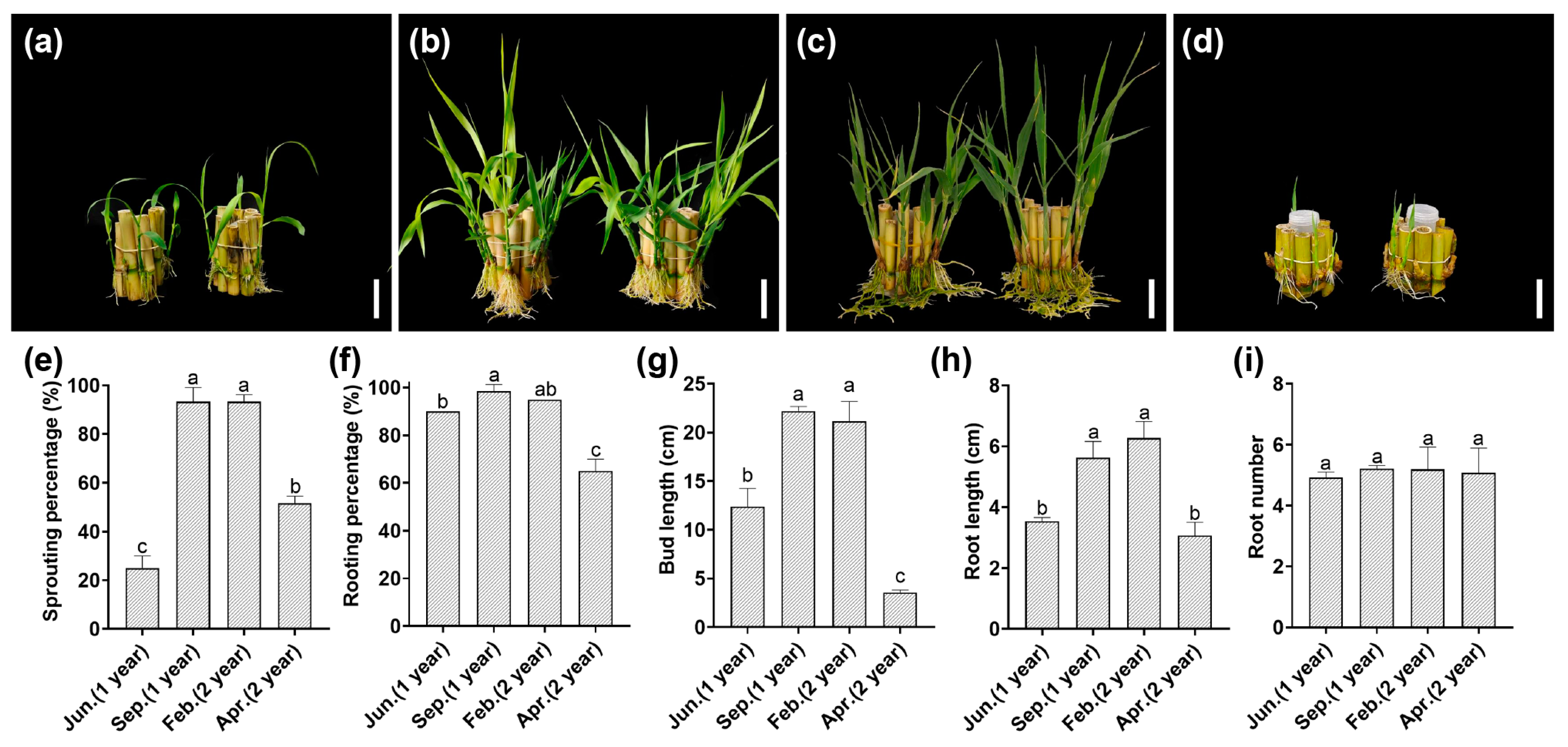 An Efficient Aqua-Based Culture Method for the Propagation