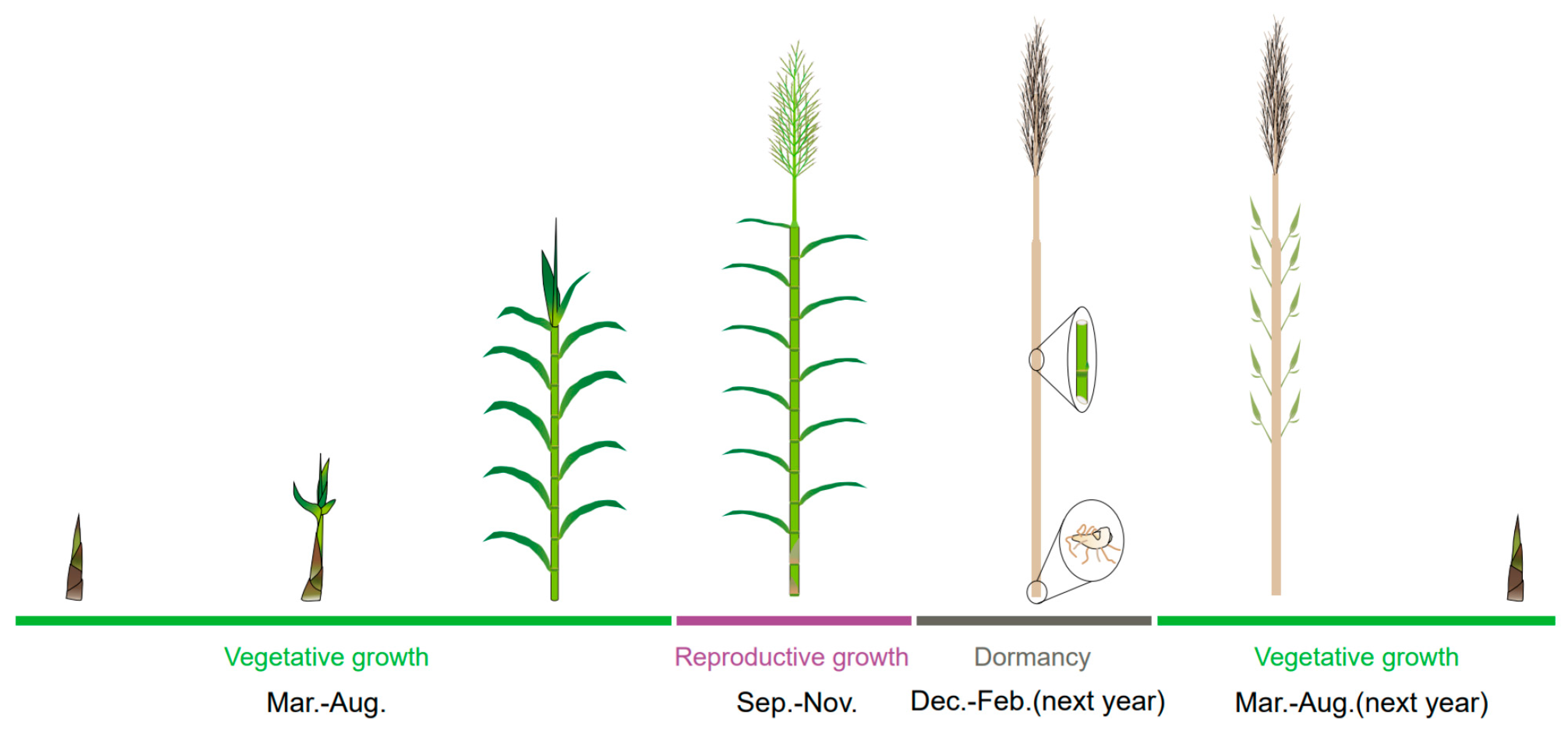 Agronomy 14 02047 g005