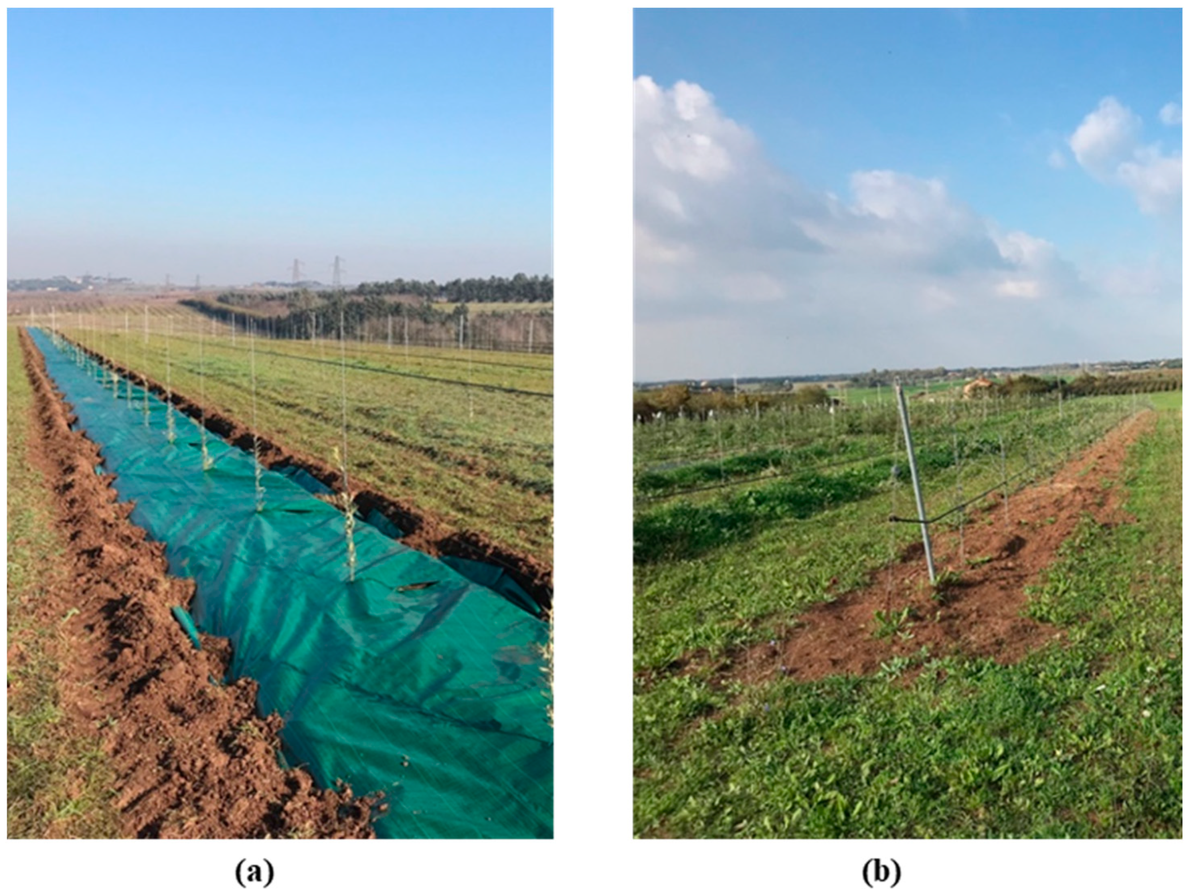 Agronomy 14 02051 g002