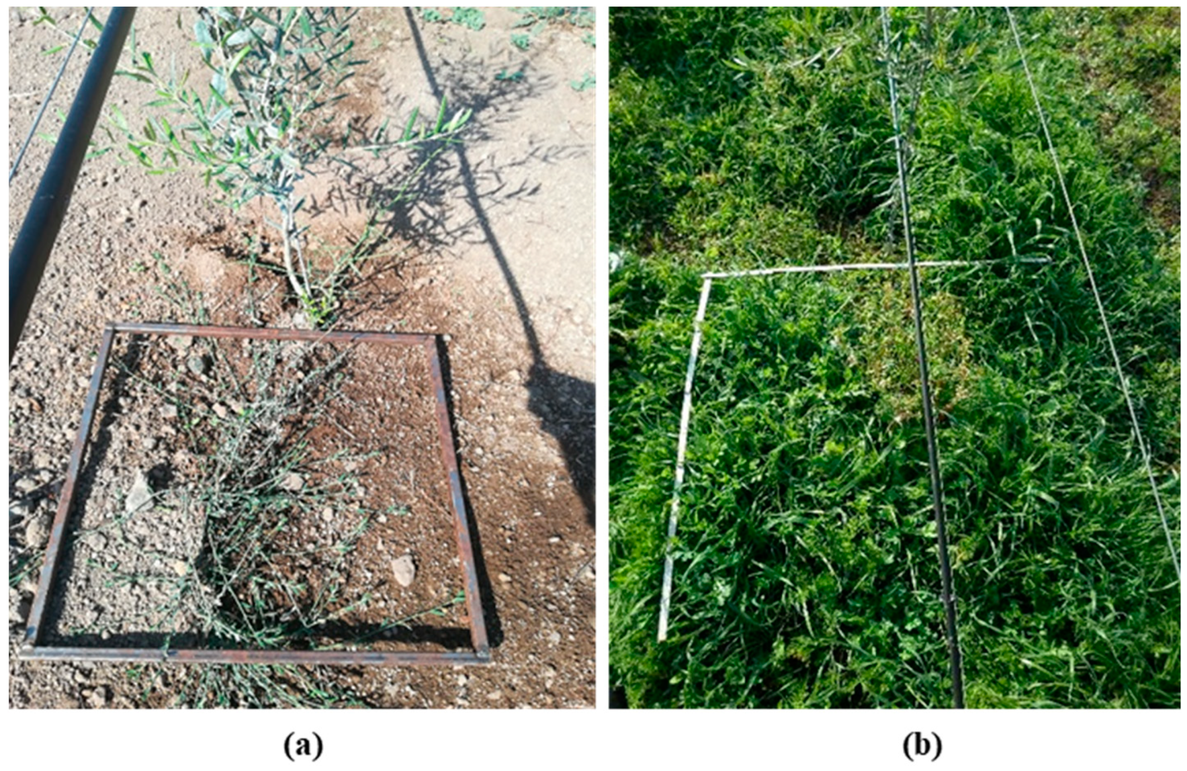 Agronomy 14 02051 g003