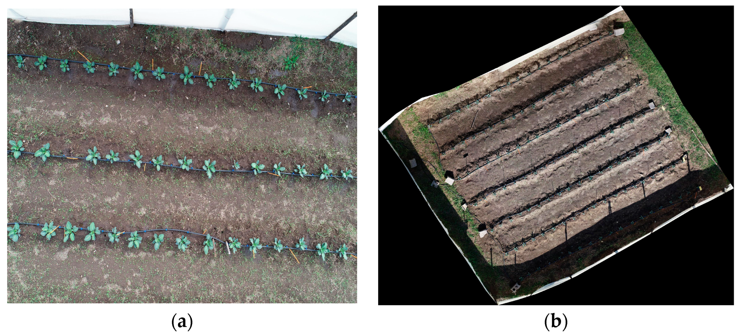 Agronomy 14 02052 g002