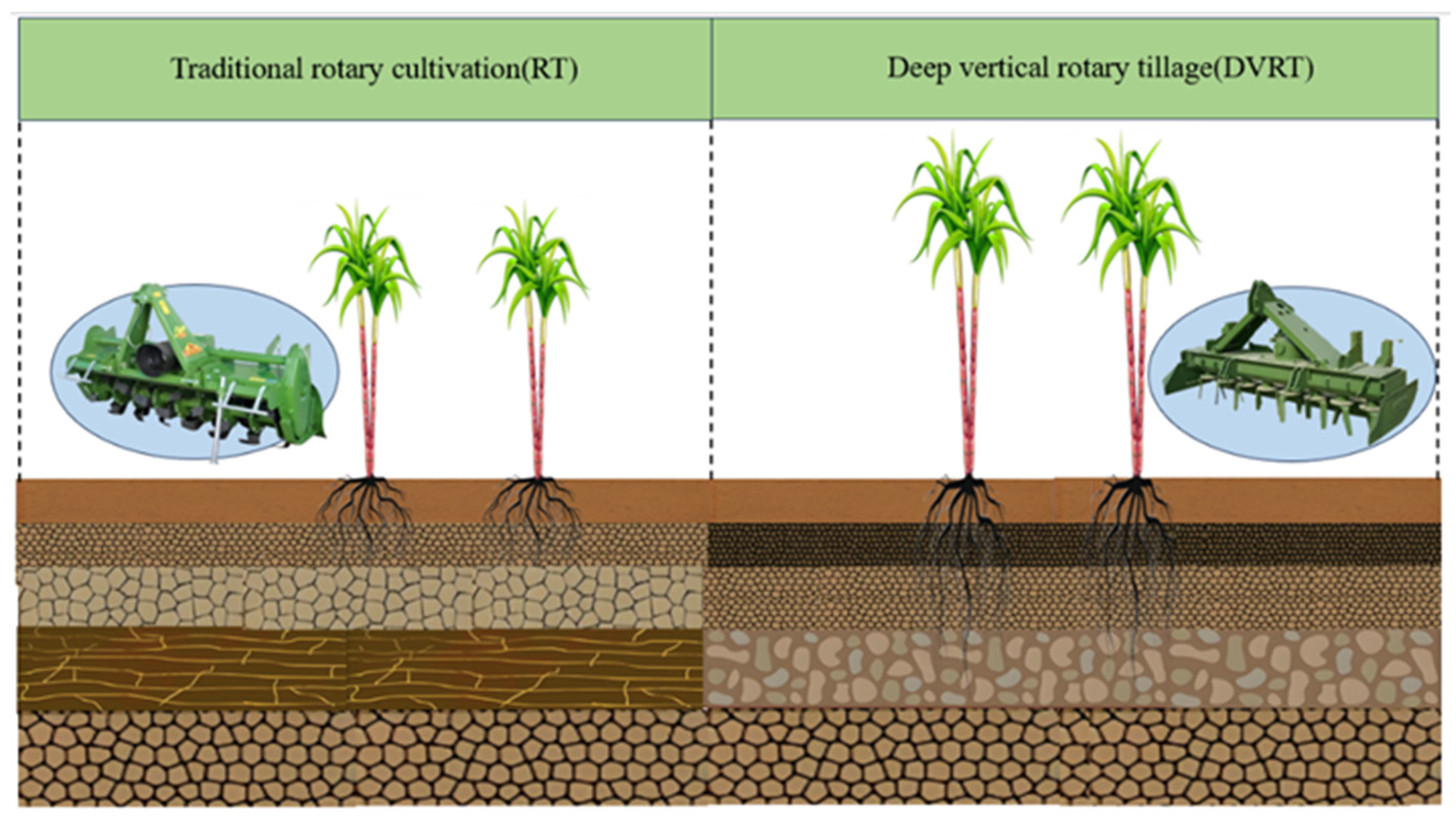 Agronomy 14 02060 g001