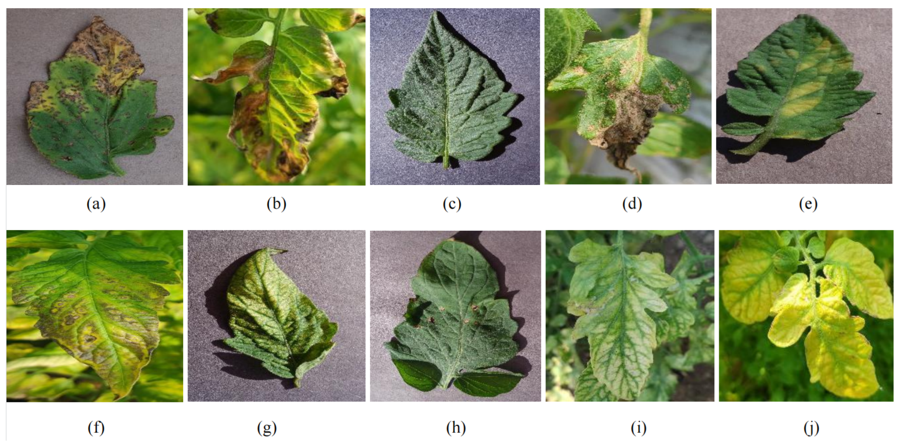 Agronomy 14 02069 g002