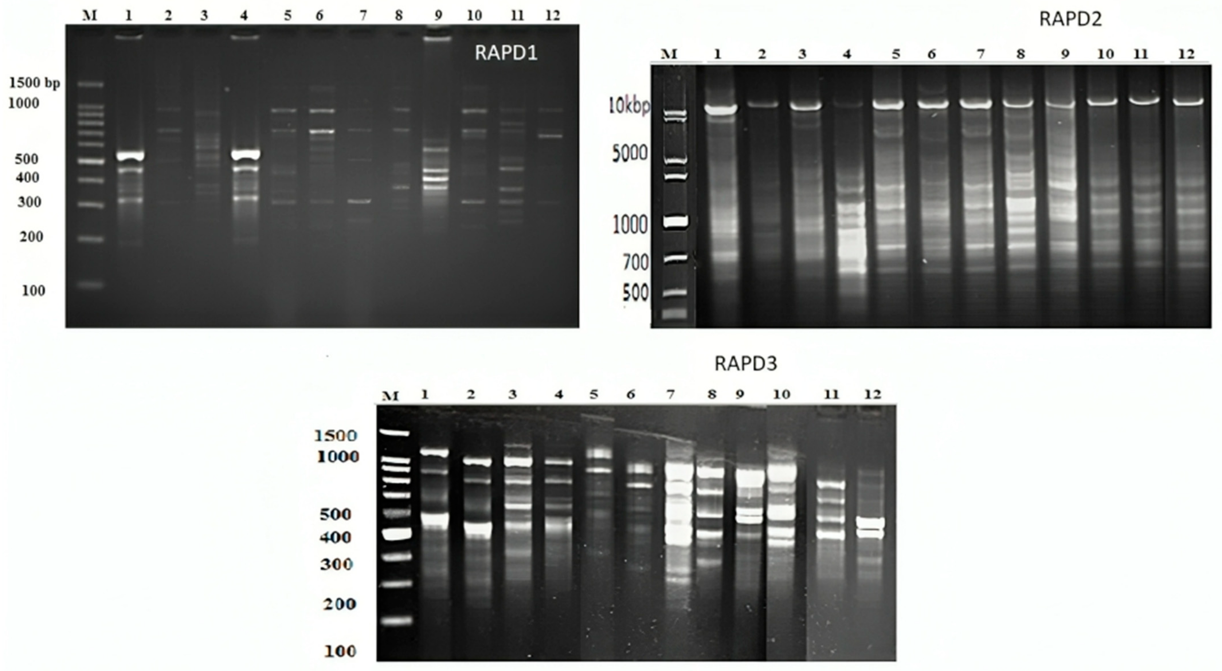 Agronomy 14 02088 g005 Agronomy 14 02088 g005