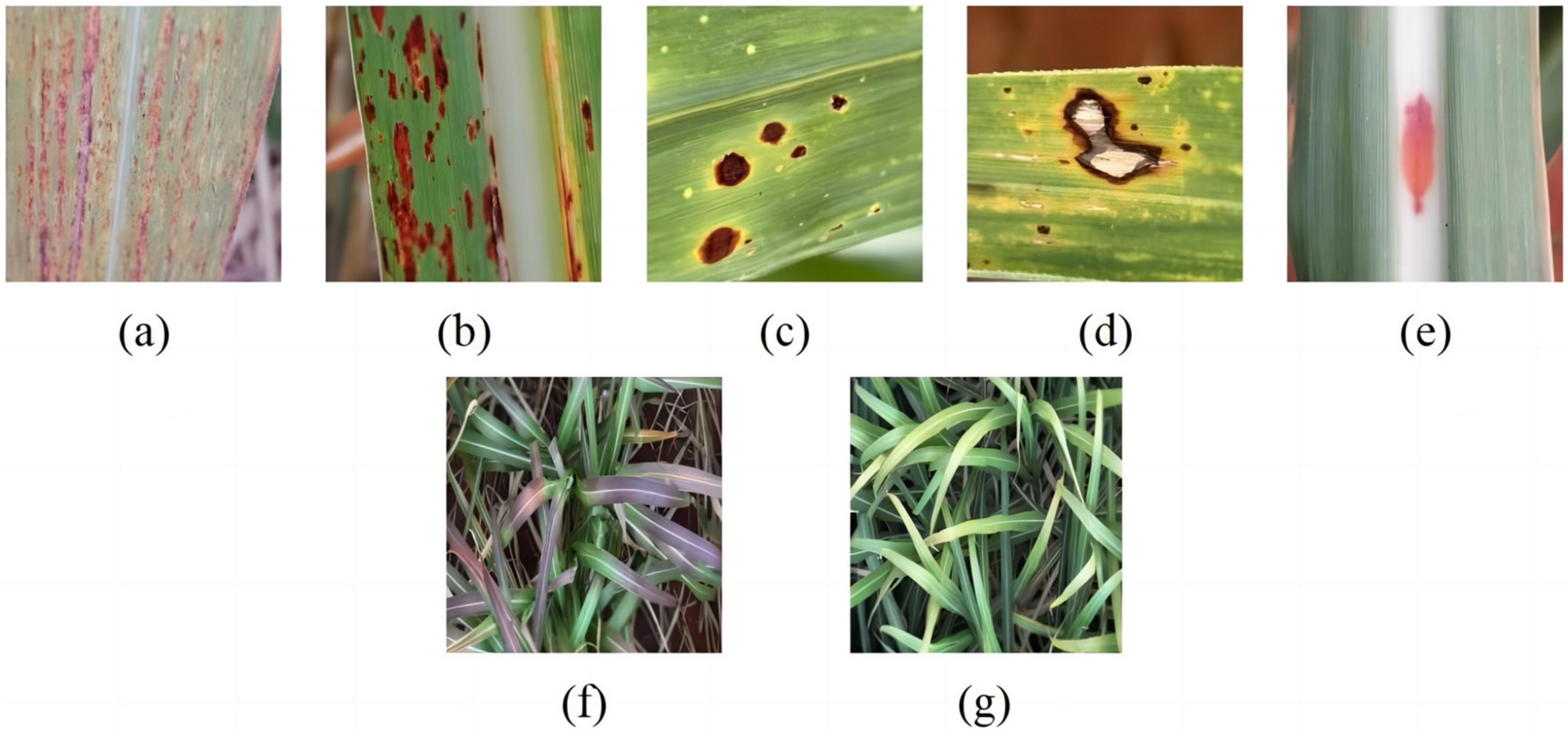 Agronomy 14 02099 g001