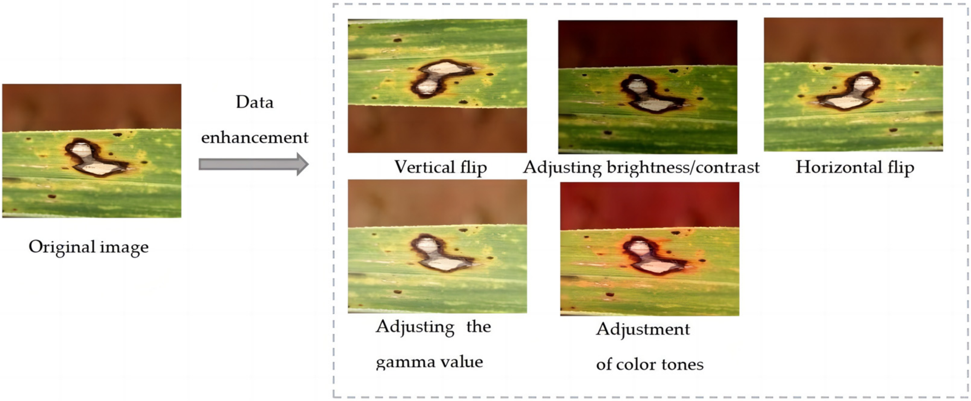 Agronomy 14 02099 g002