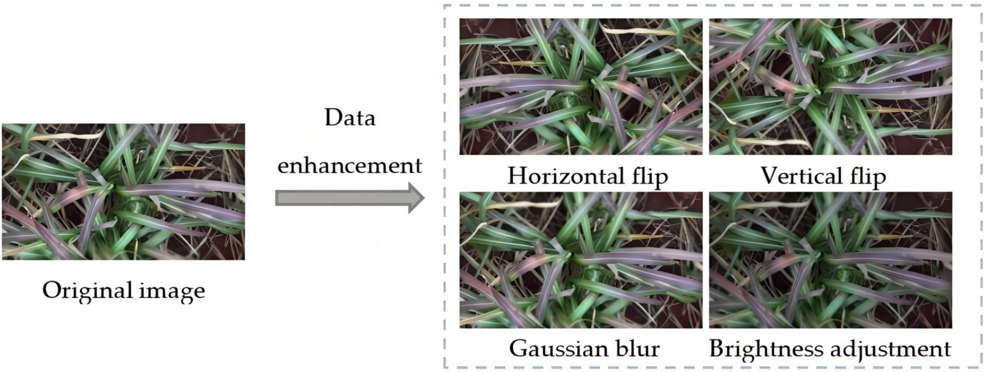 Agronomy 14 02099 g003