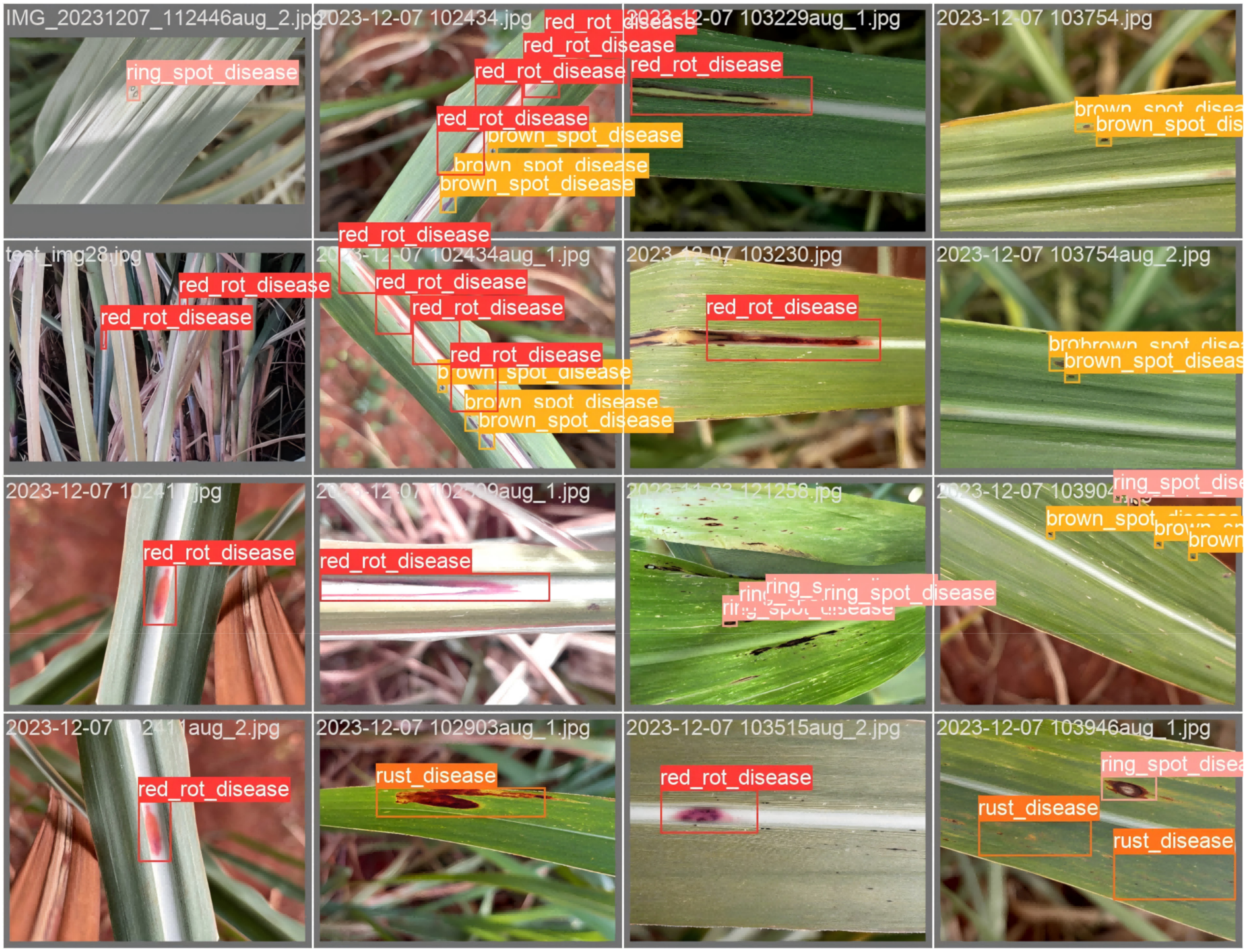 Agronomy 14 02099 g008