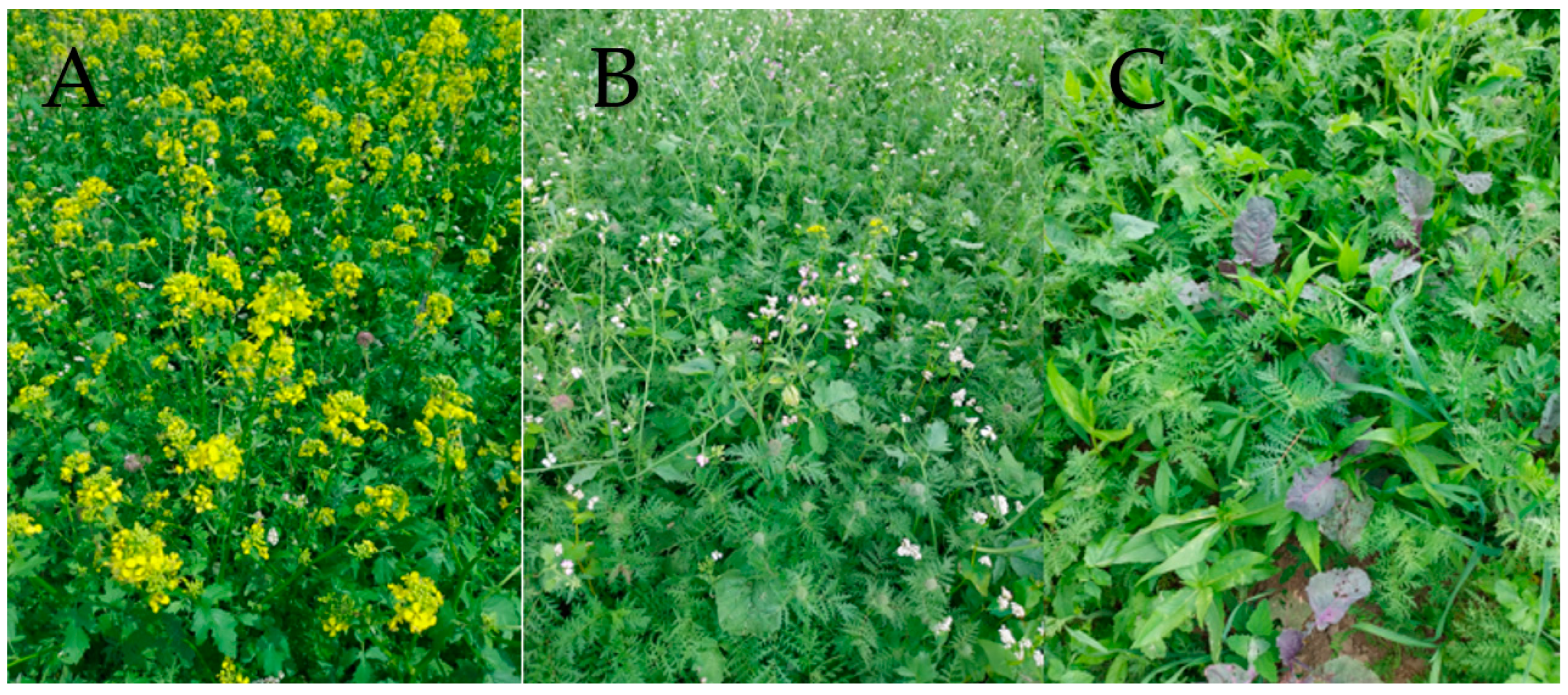 Agronomy 14 02104 g002