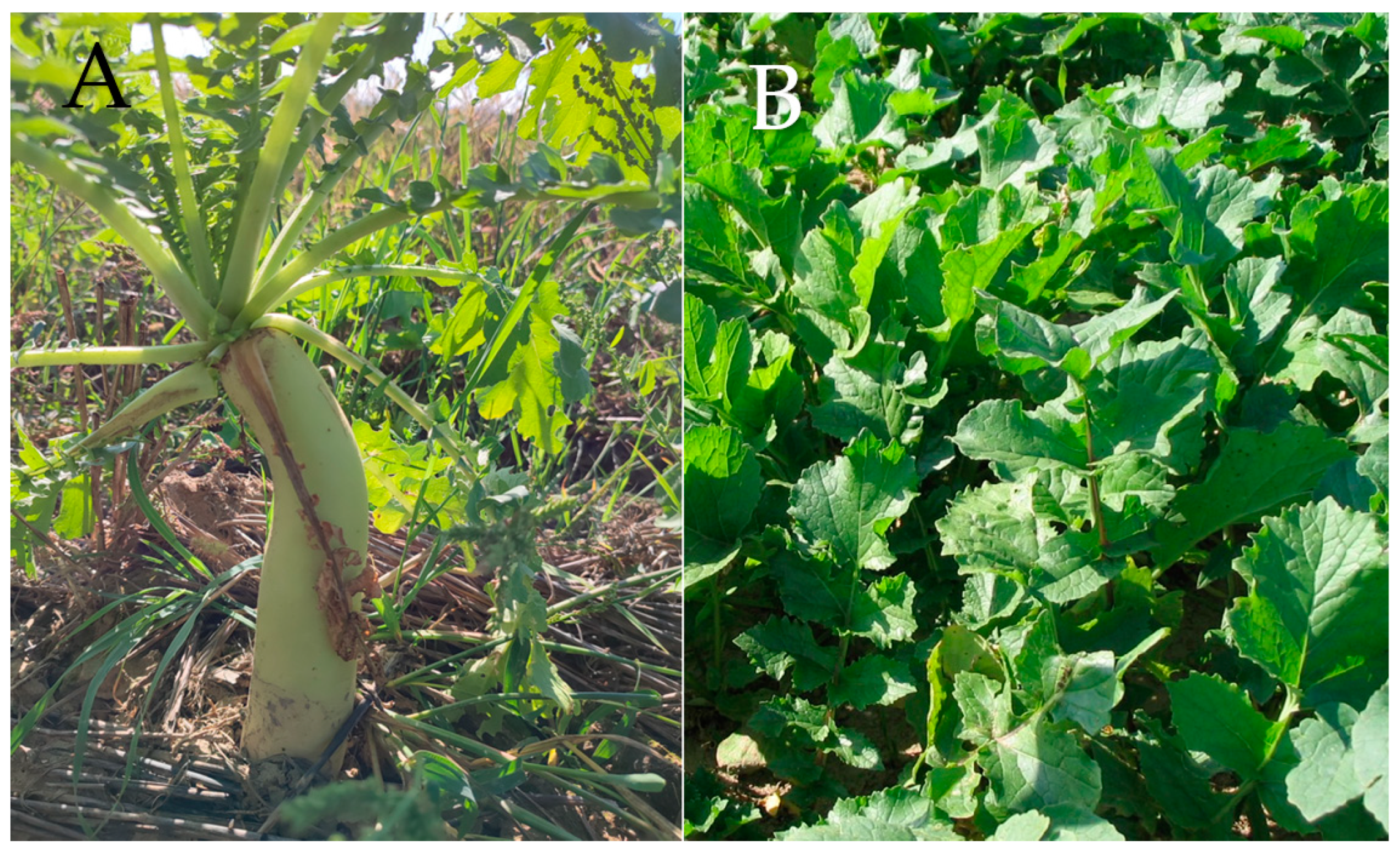 Agronomy 14 02104 g003