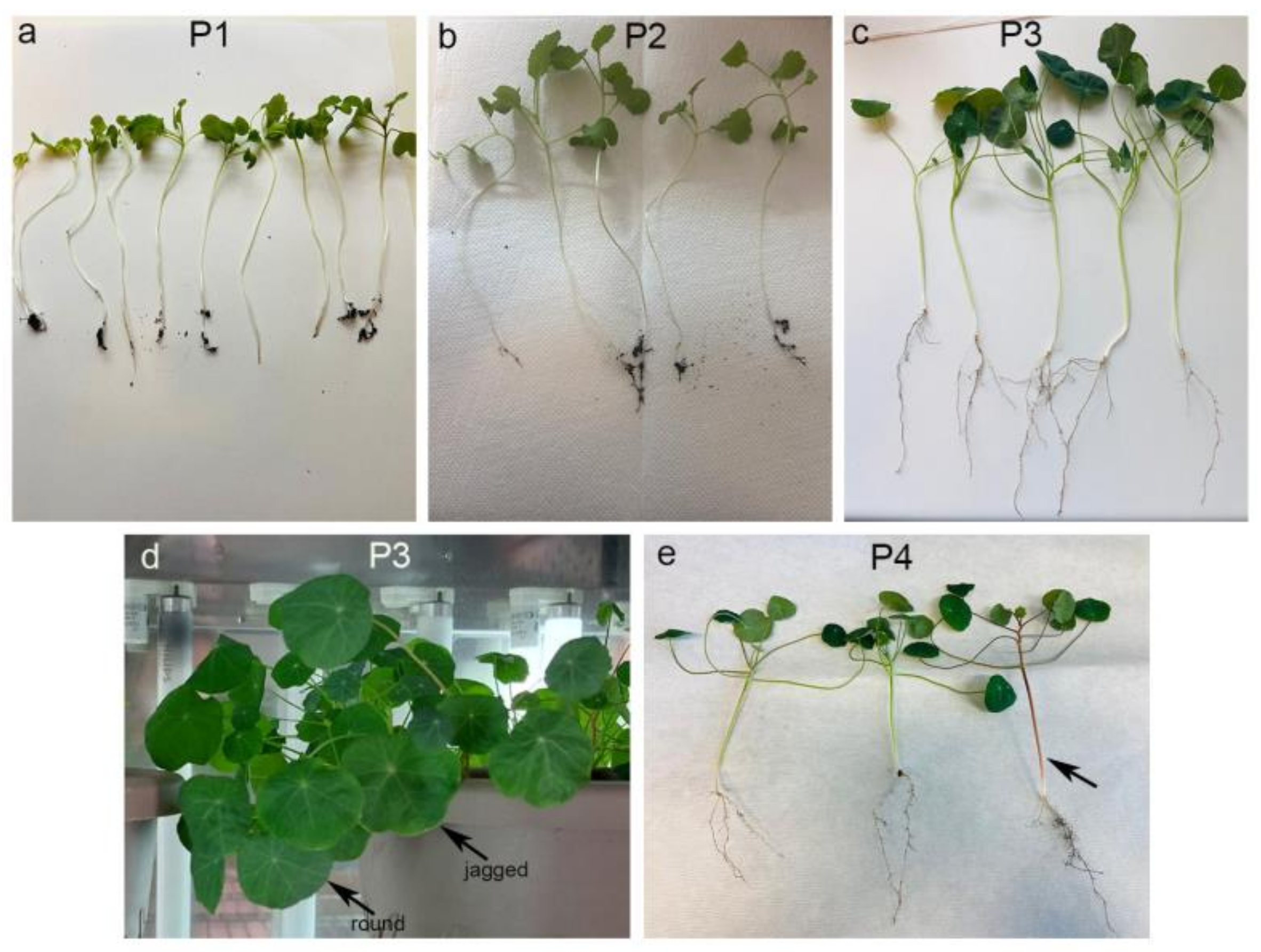 Agronomy 14 02108 g001