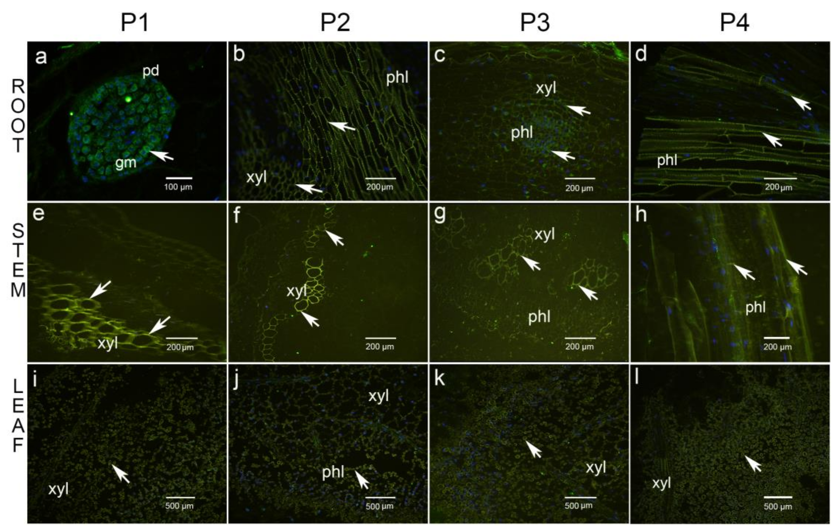 Agronomy 14 02108 g003