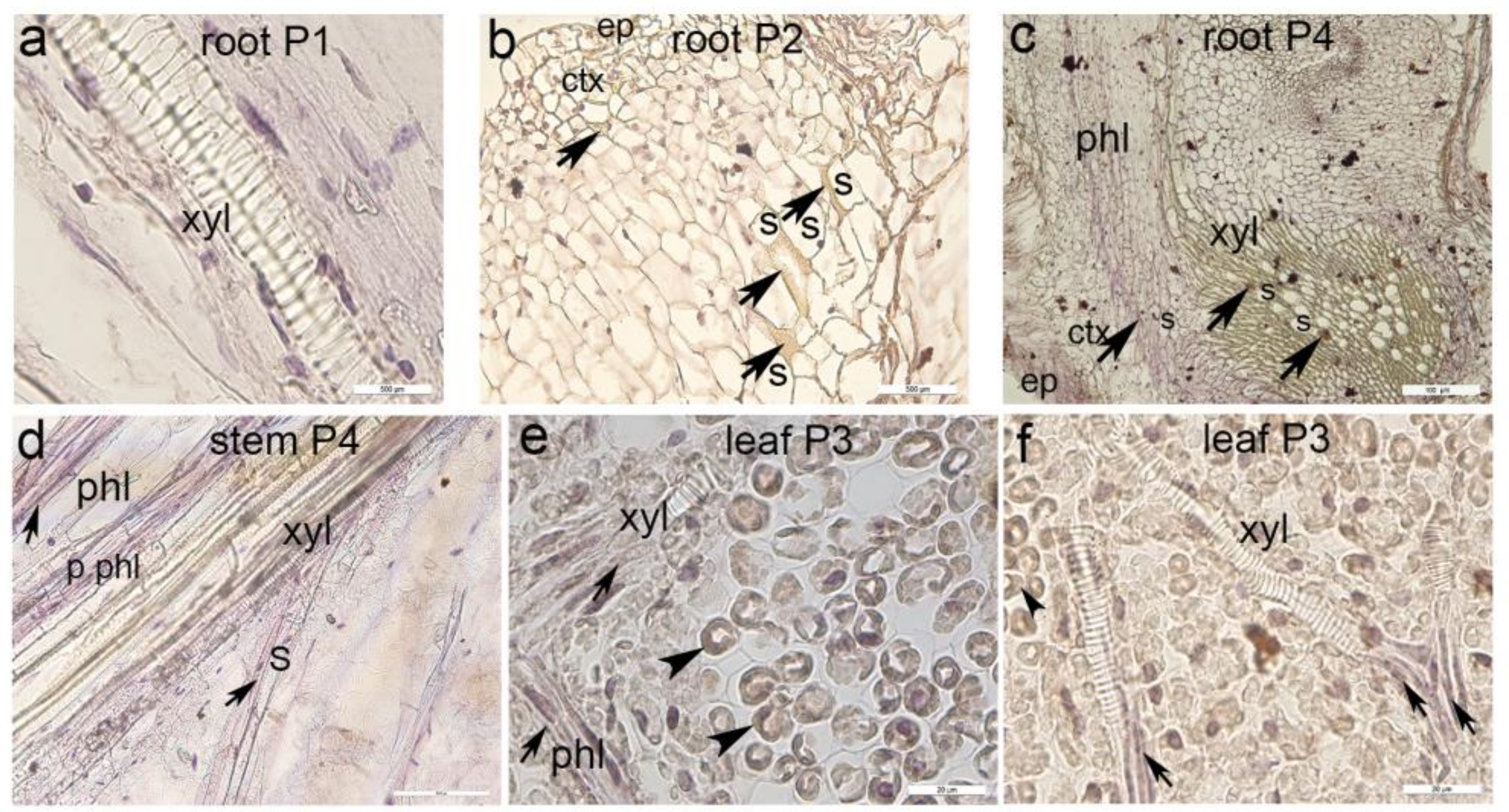Agronomy 14 02108 g005