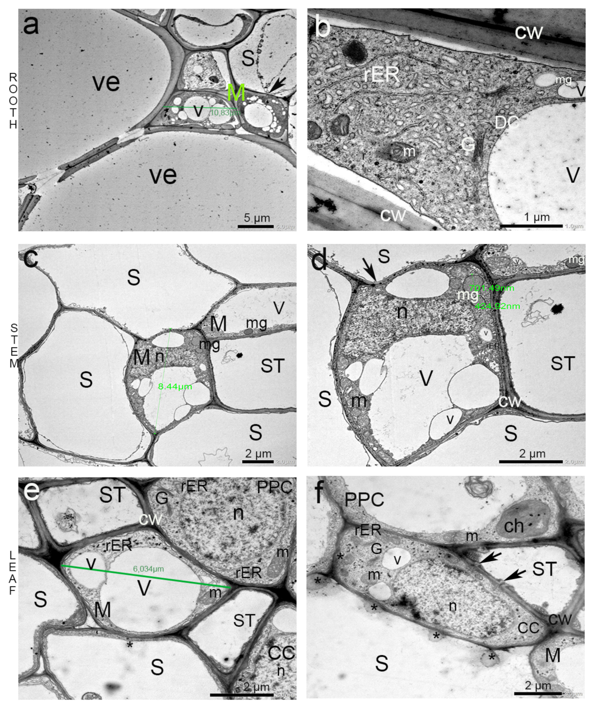 Agronomy 14 02108 g006