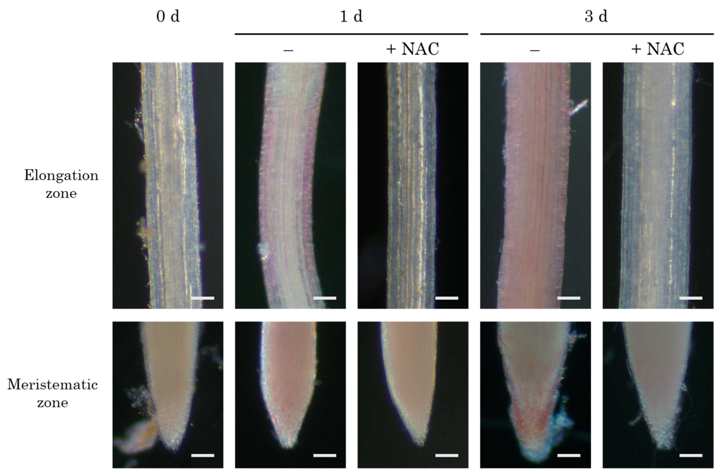 Agronomy 14 02112 g005 Agronomy 14 02112 g005