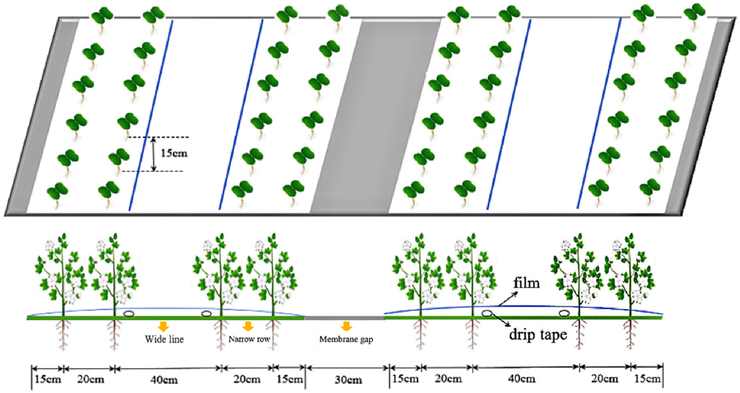 Agronomy 14 02117 g002